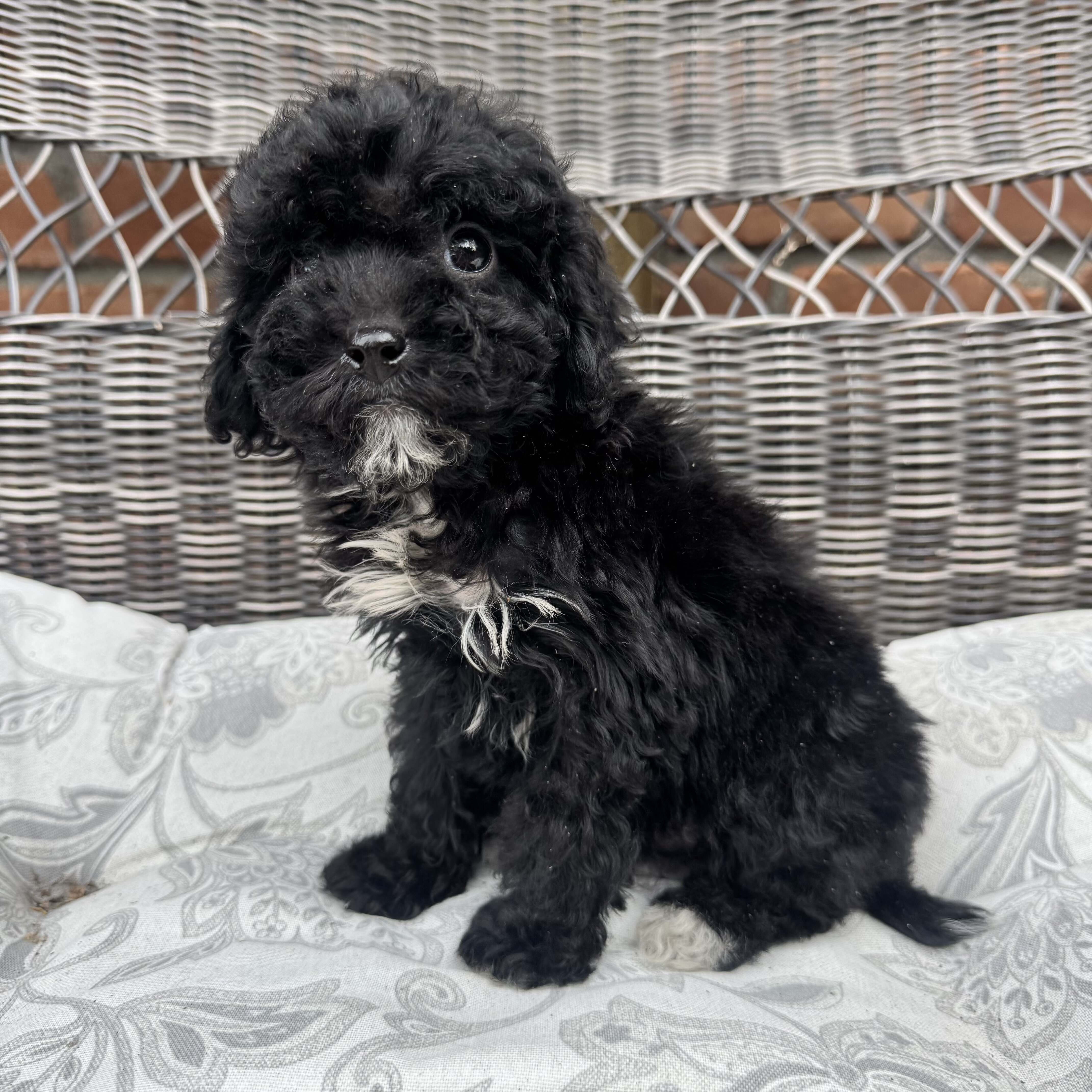 Female Mini Poodle puppy image 6