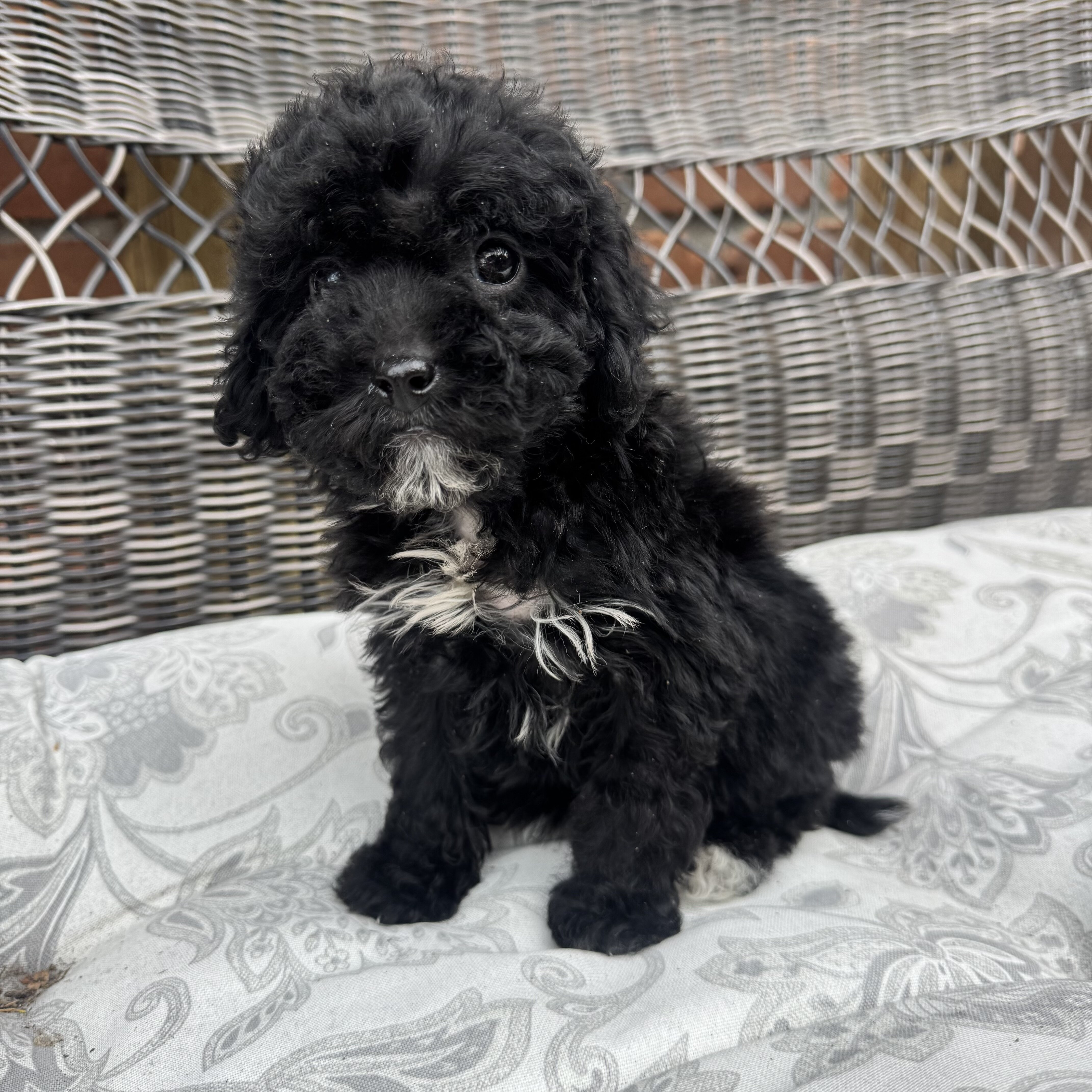Female Mini Poodle puppy image 5