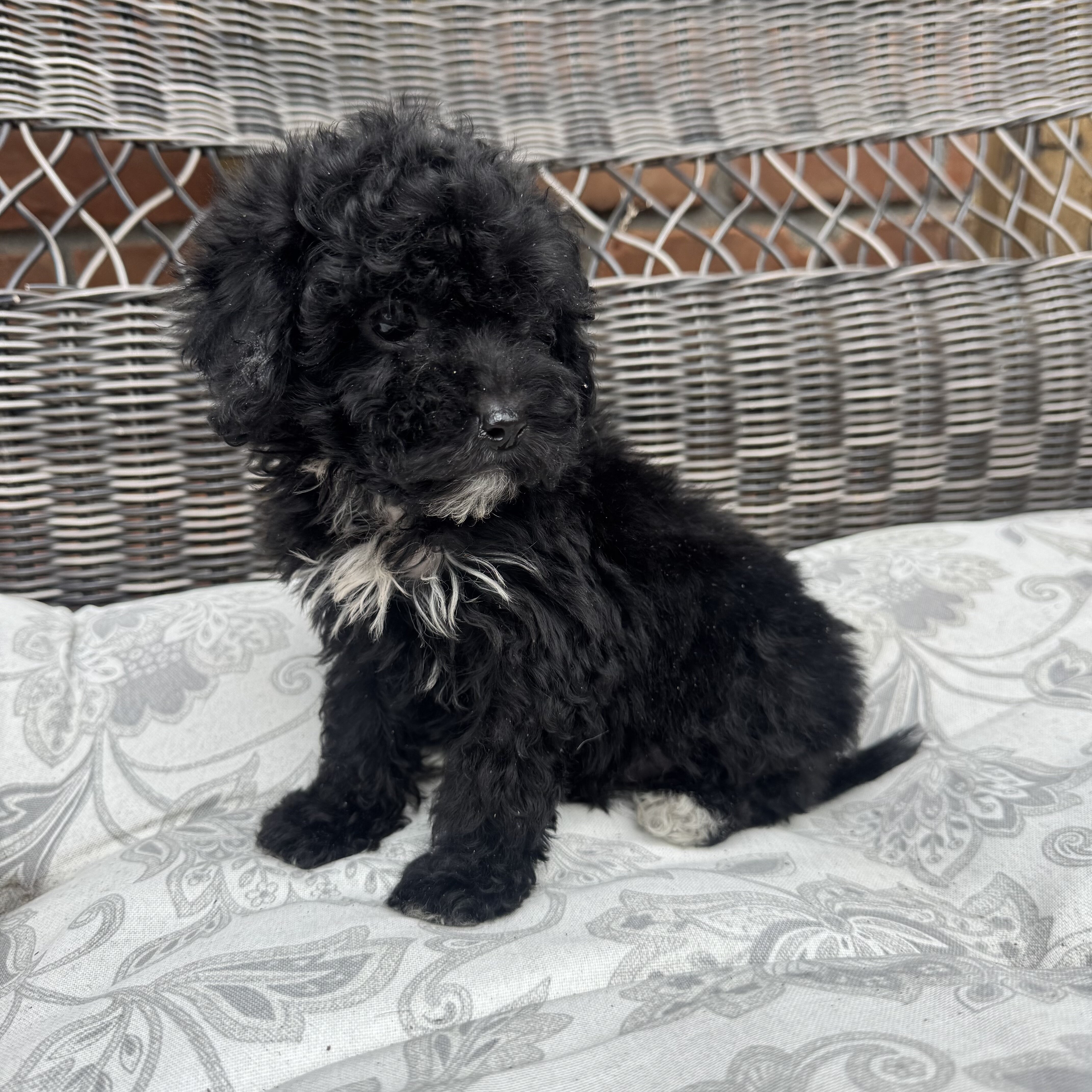 Female Mini Poodle puppy image 3