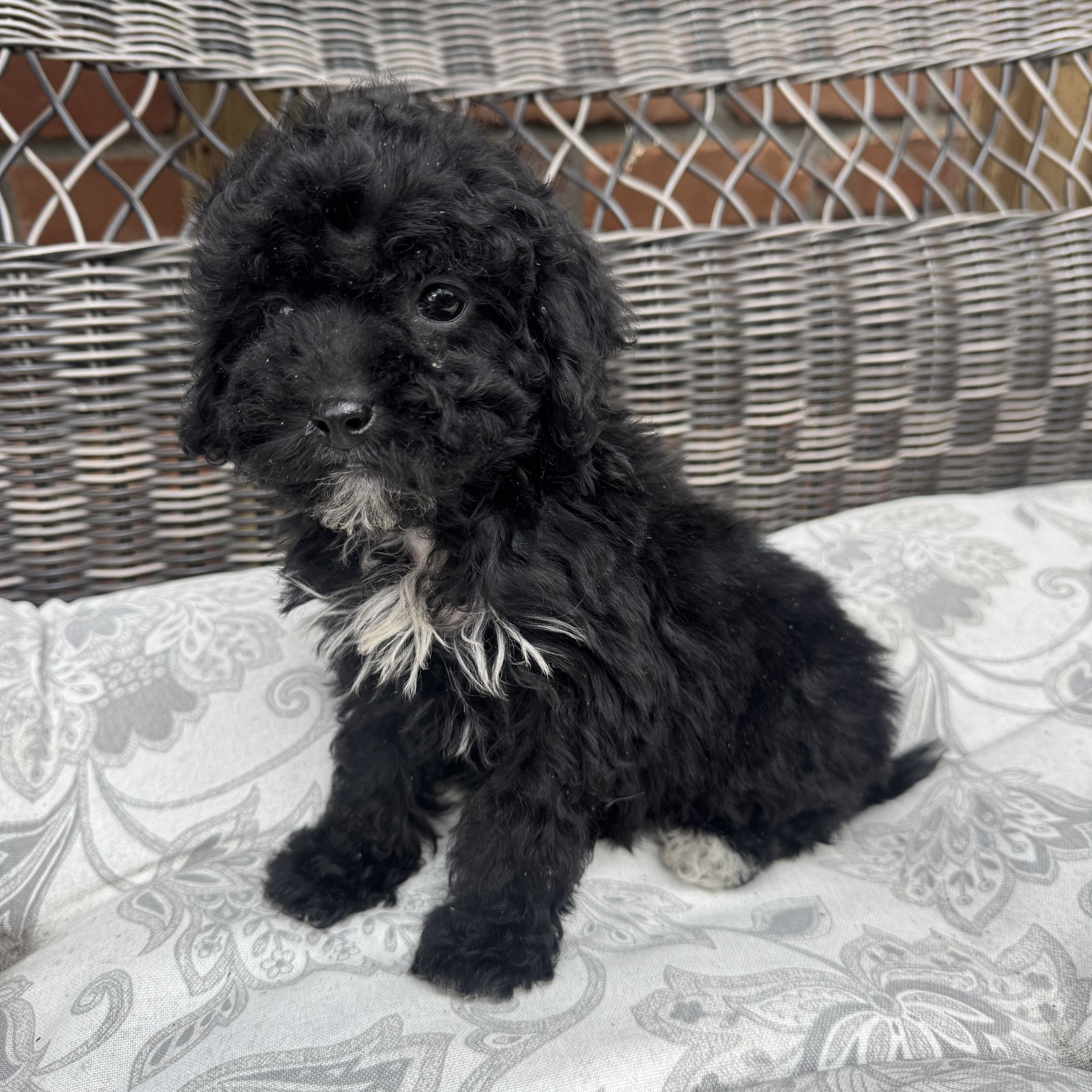Female Mini Poodle puppy image 4