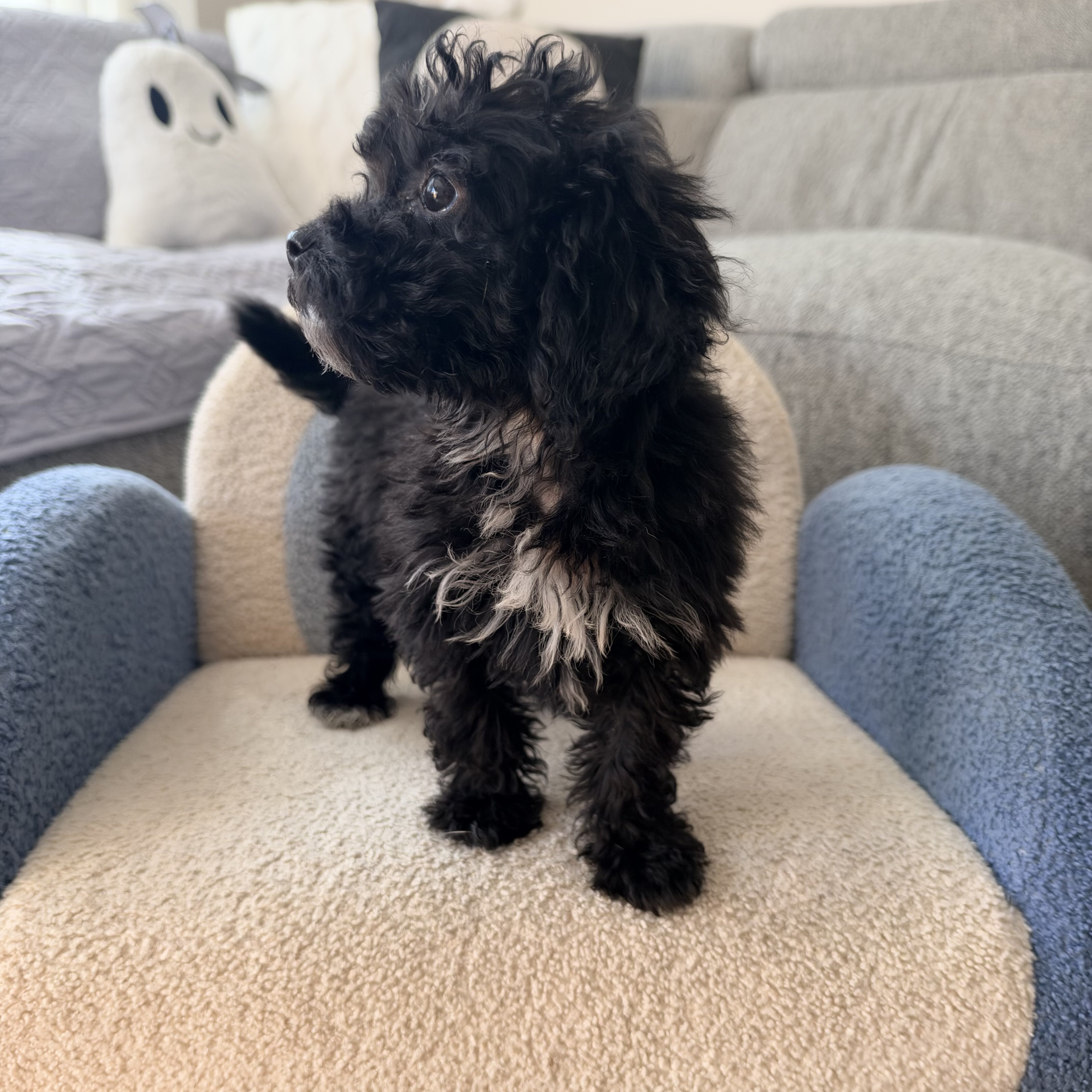 Female Mini Poodle puppy image 2
