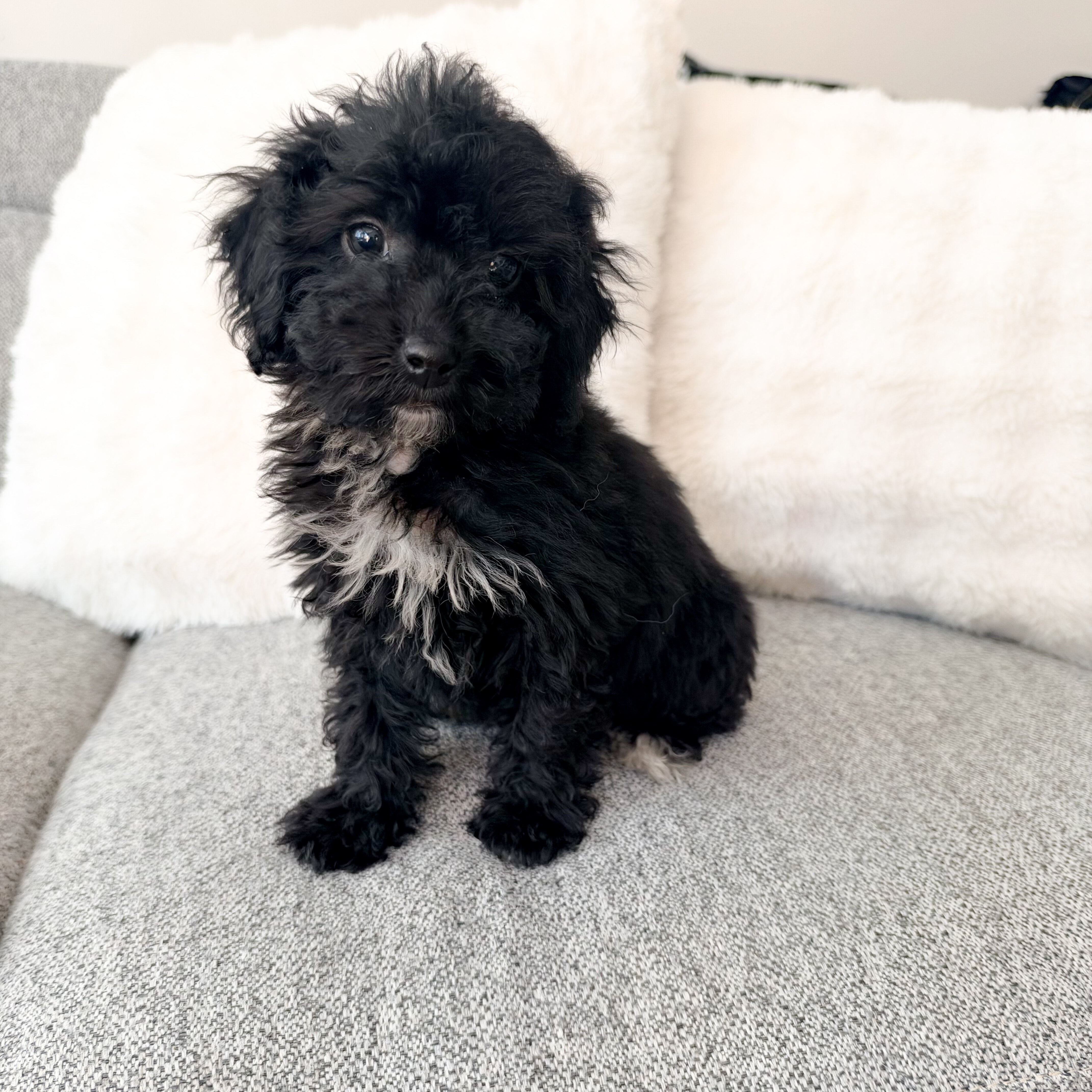 Female Mini Poodle puppy image 1