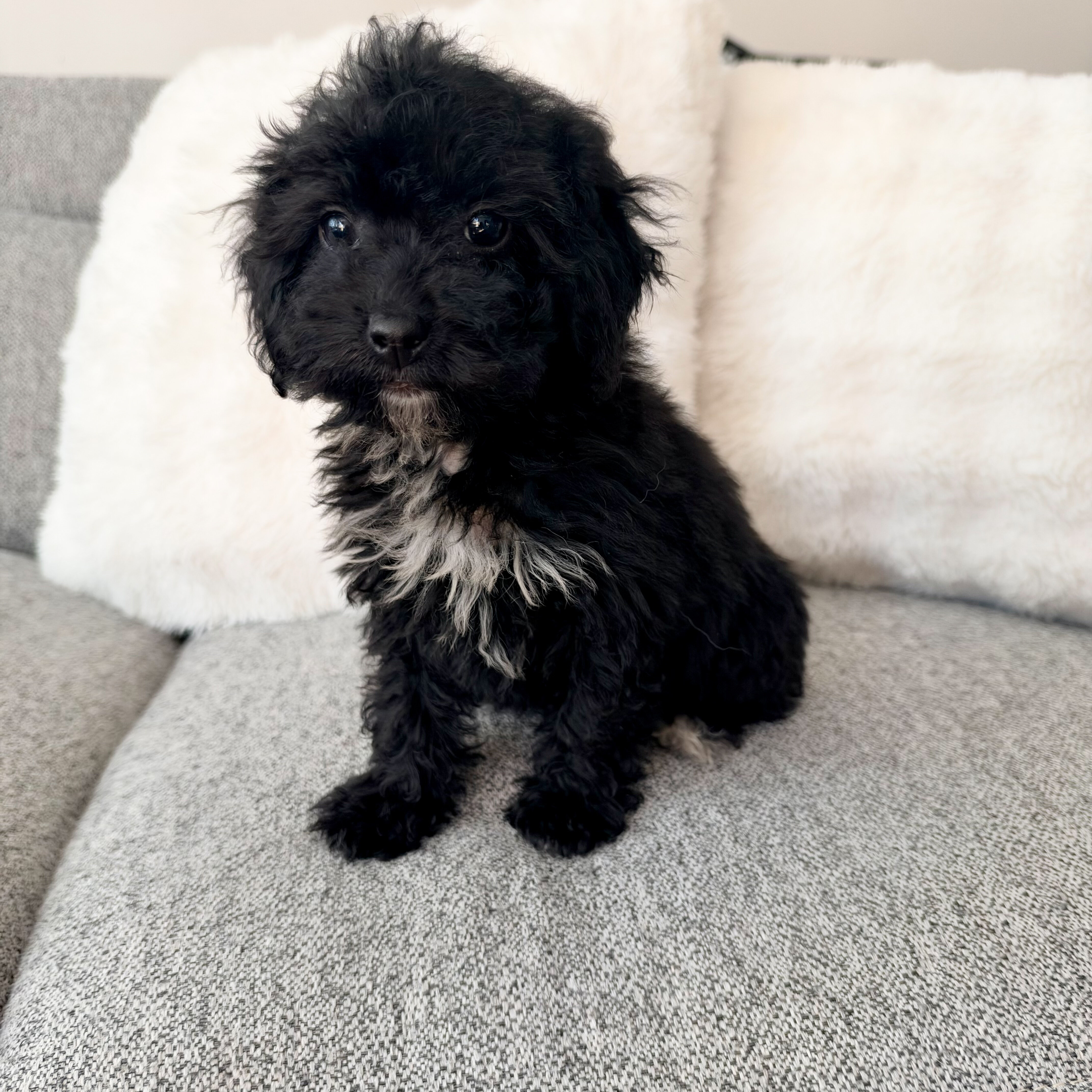 Female Mini Poodle puppy image 7