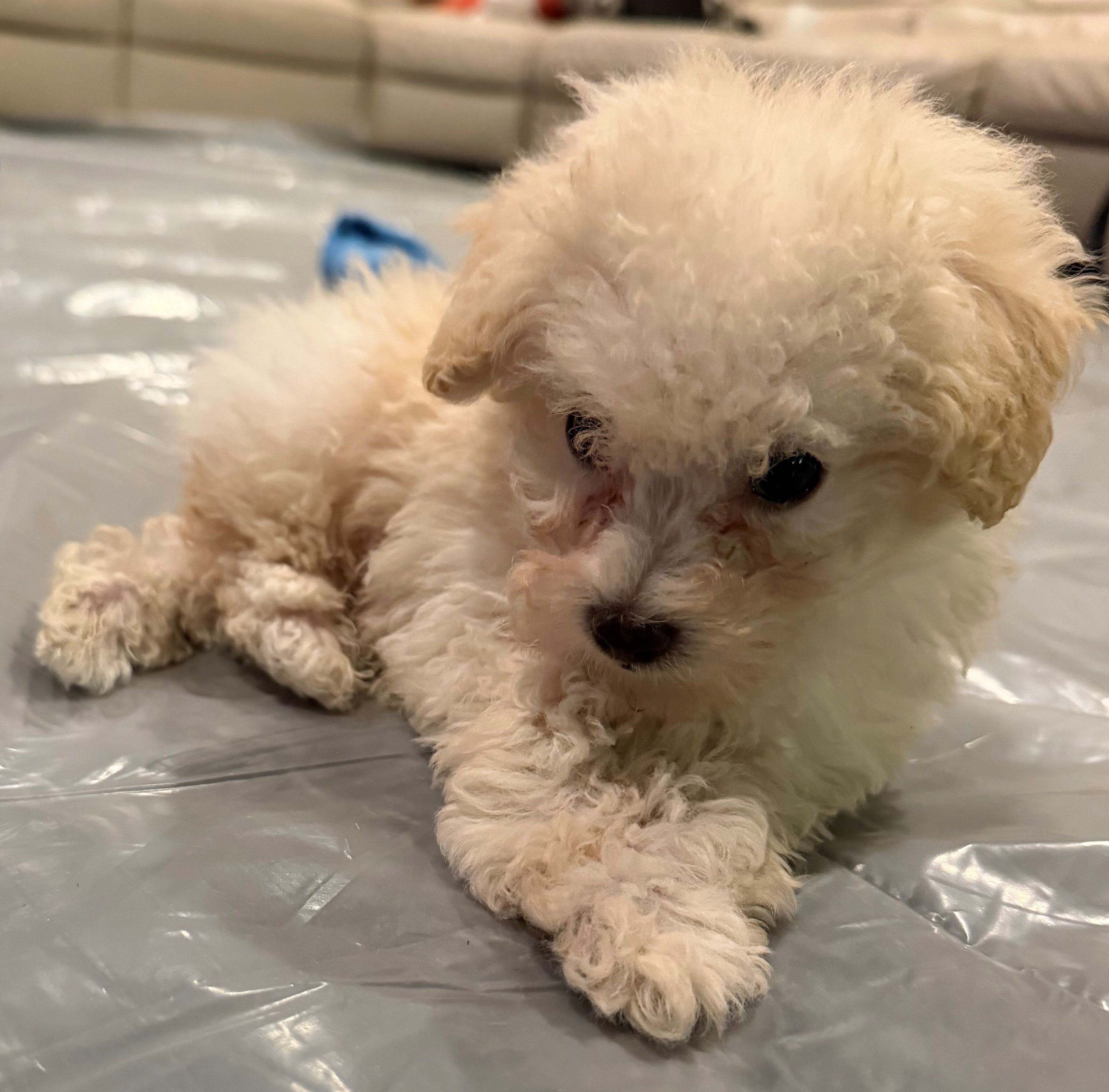 Maltipoo, a 12-week-old puppy with cream fur. image 4