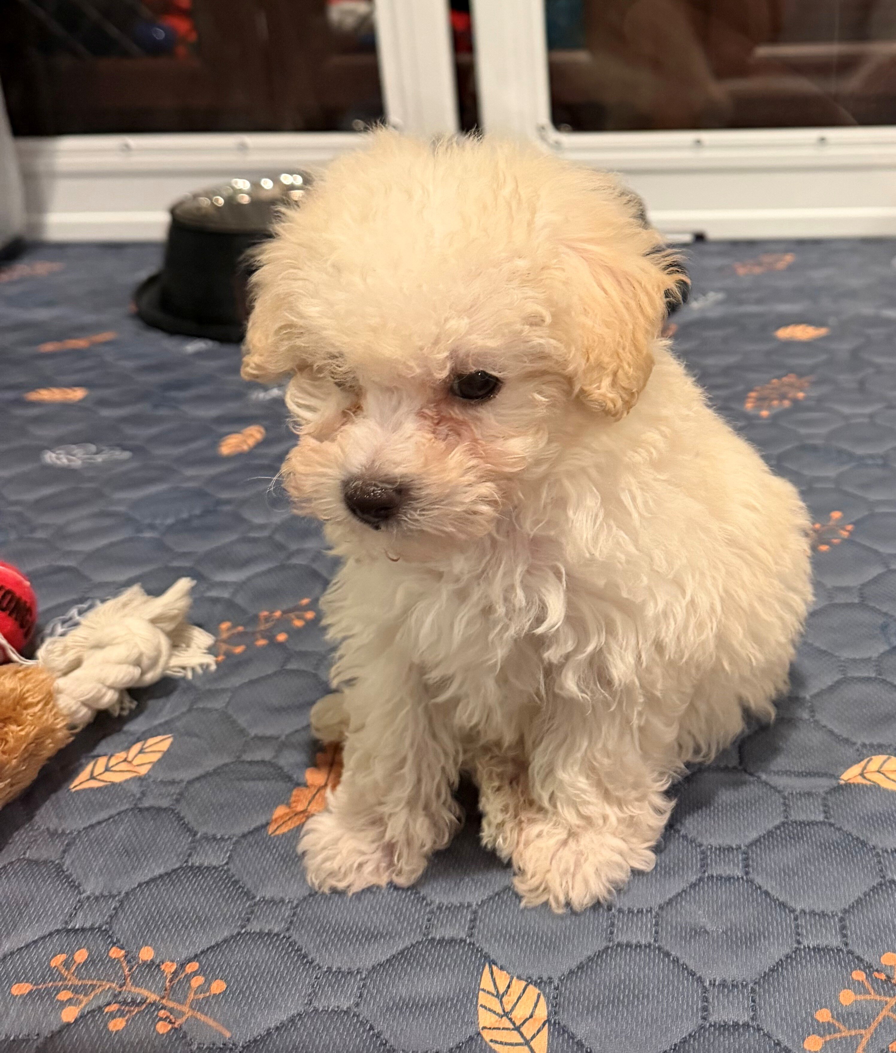 Maltipoo, a 12-week-old puppy with cream fur. image 3