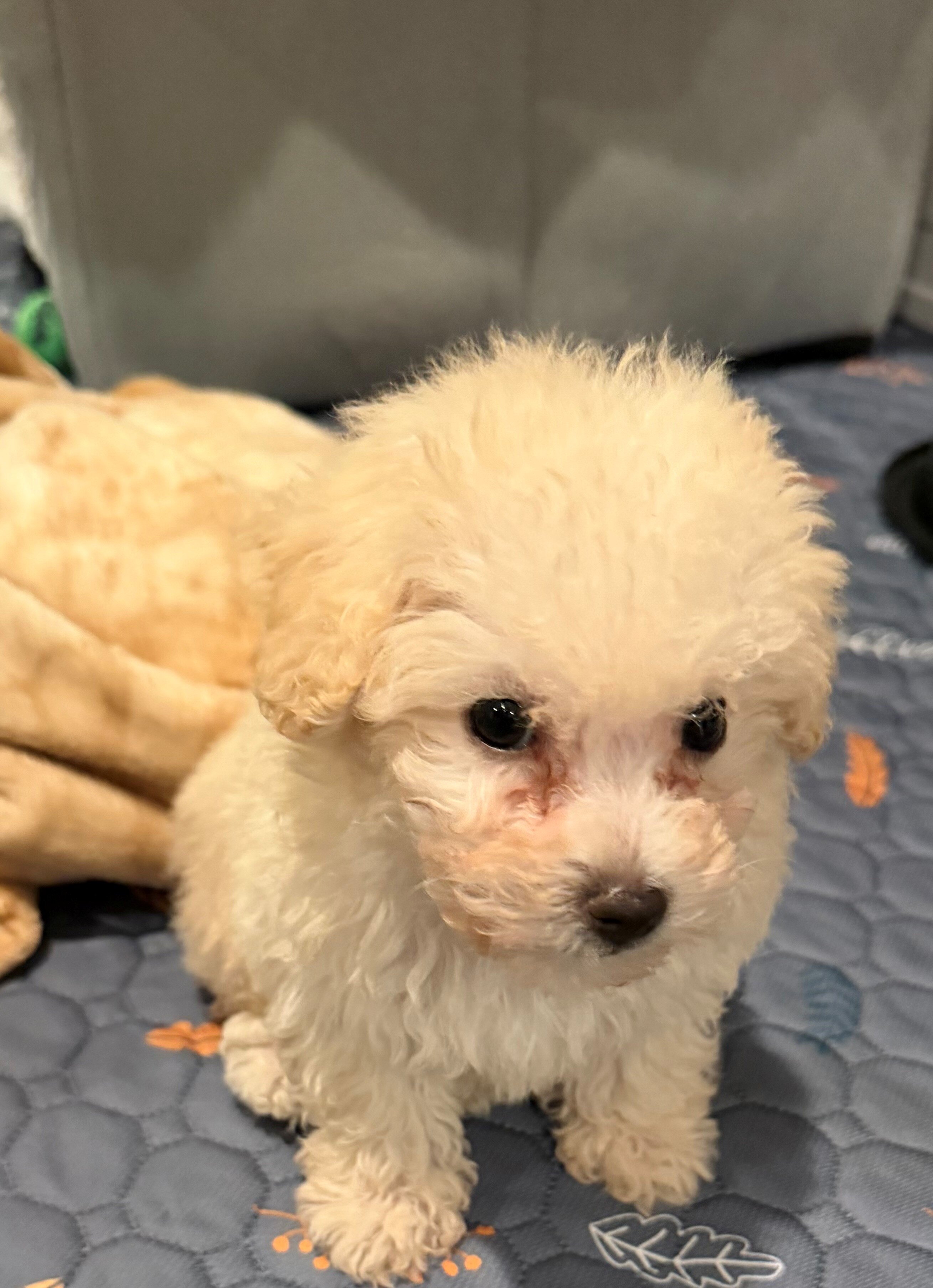 Maltipoo, a 12-week-old puppy with cream fur. image 2