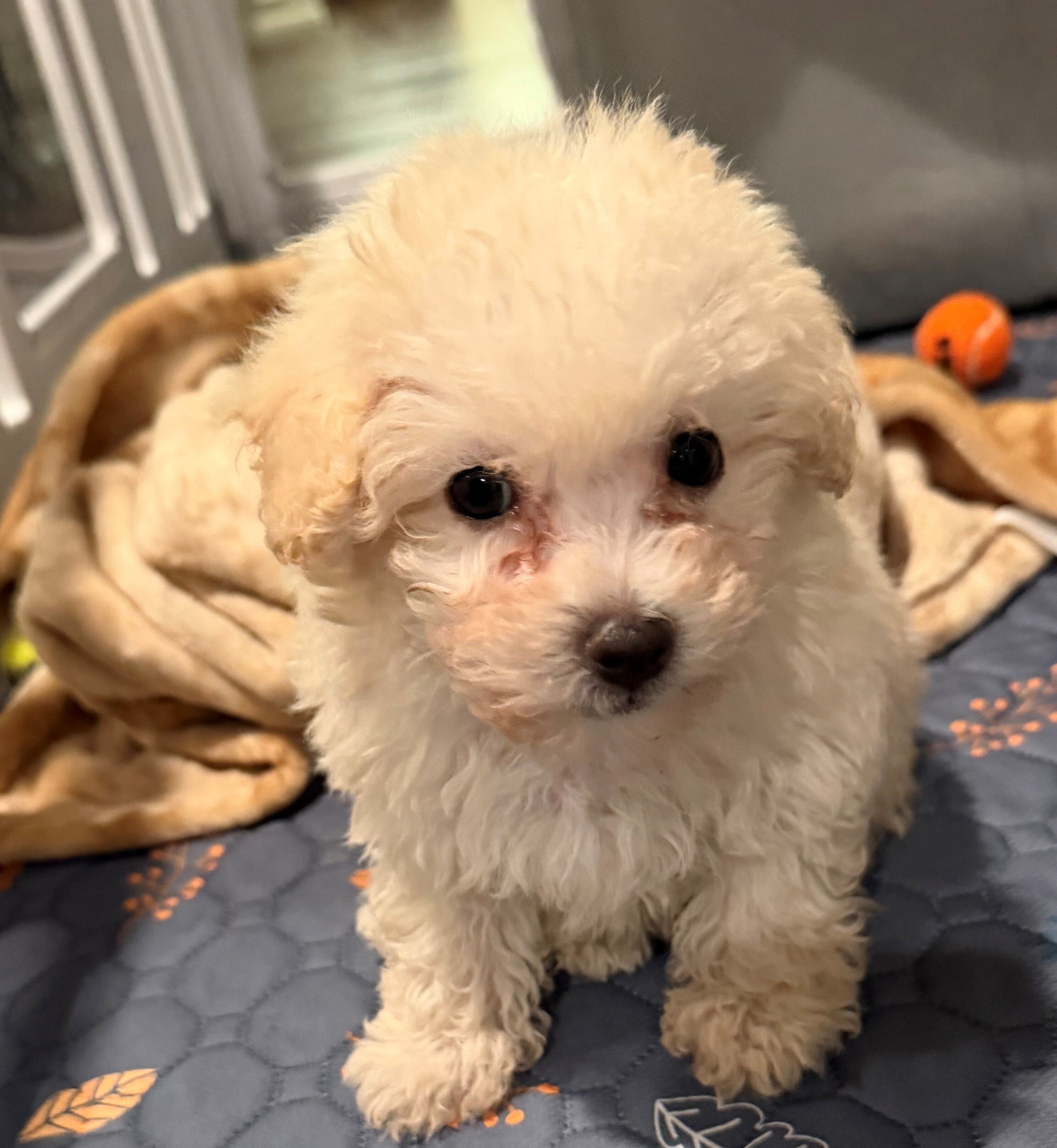 Maltipoo, a 12-week-old puppy with cream fur. image 1