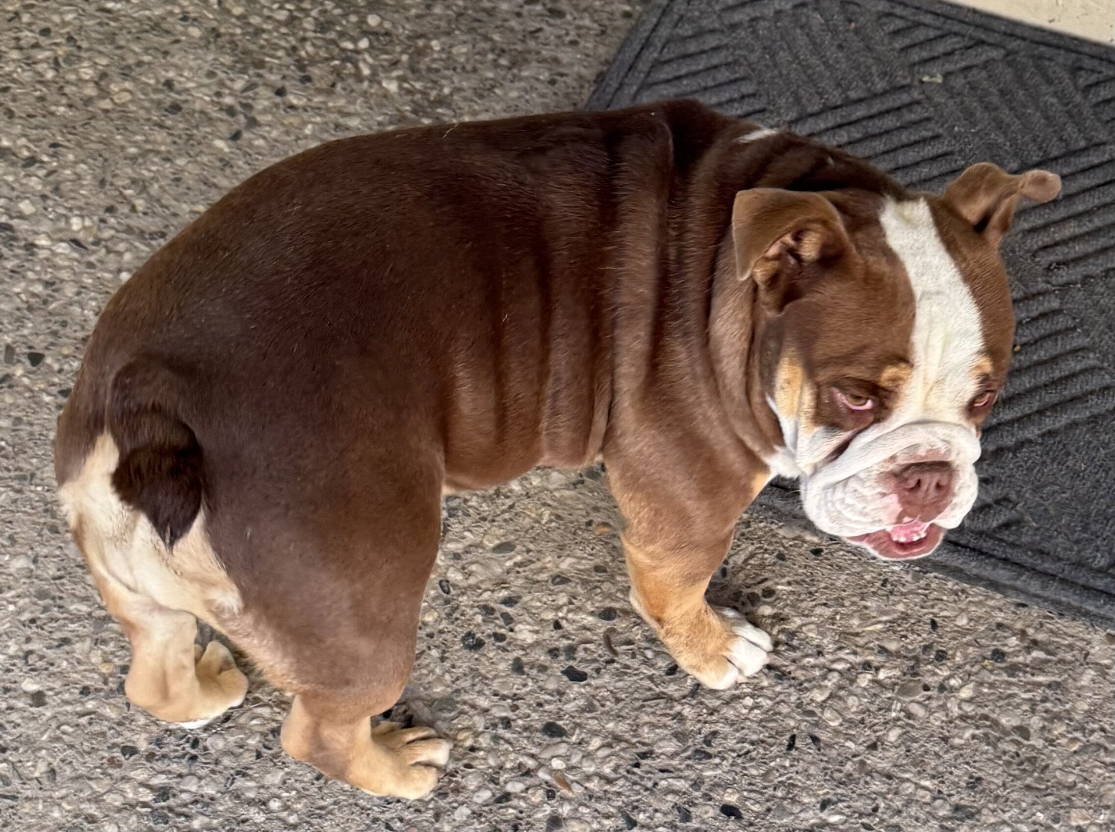 English Bulldog image 1