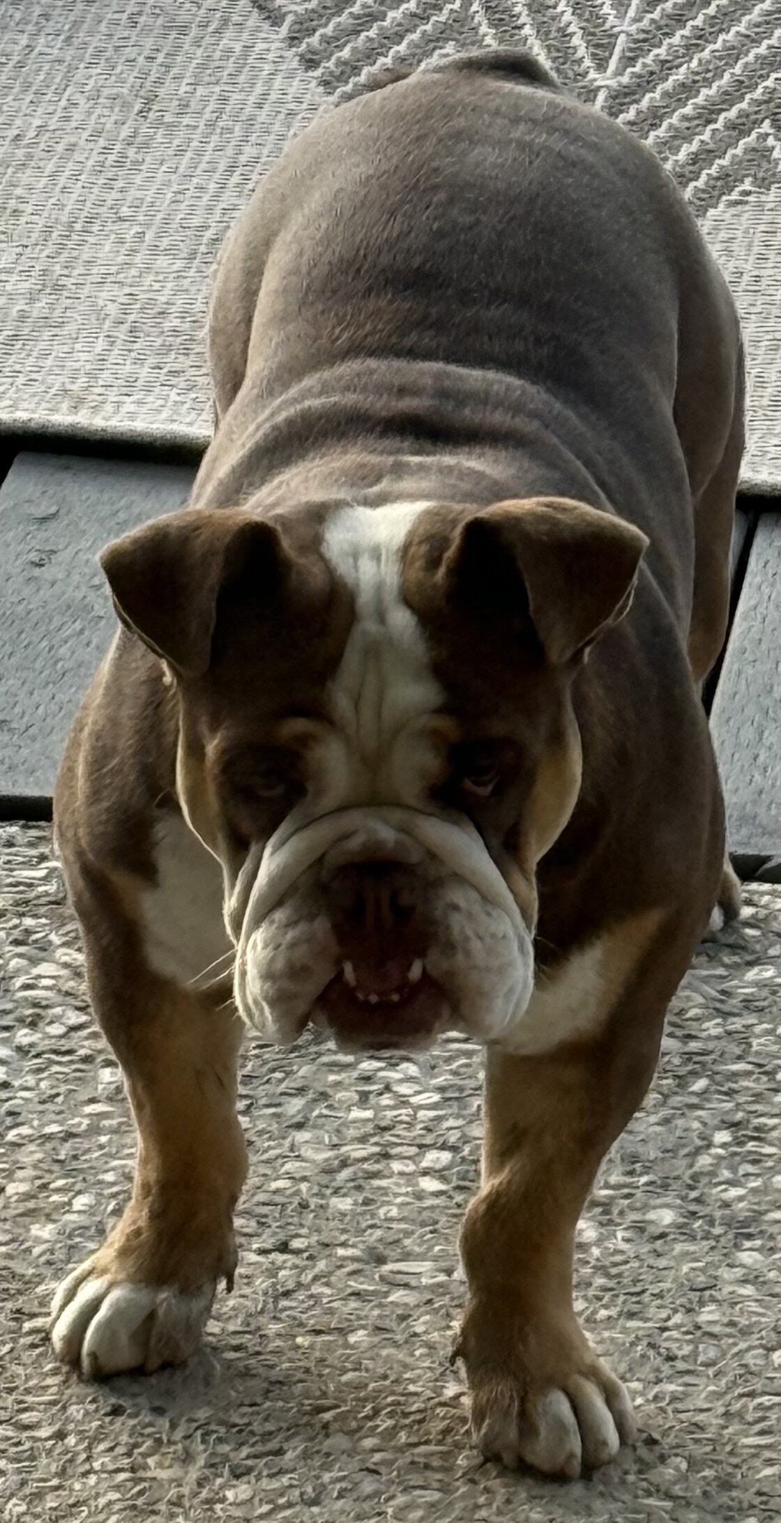 English Bulldog image 2