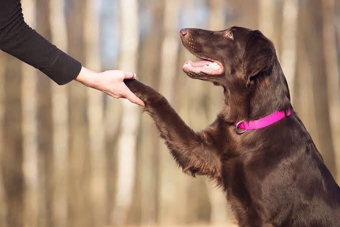 Employee Dog Bite Safety Training | BulliRay image 1