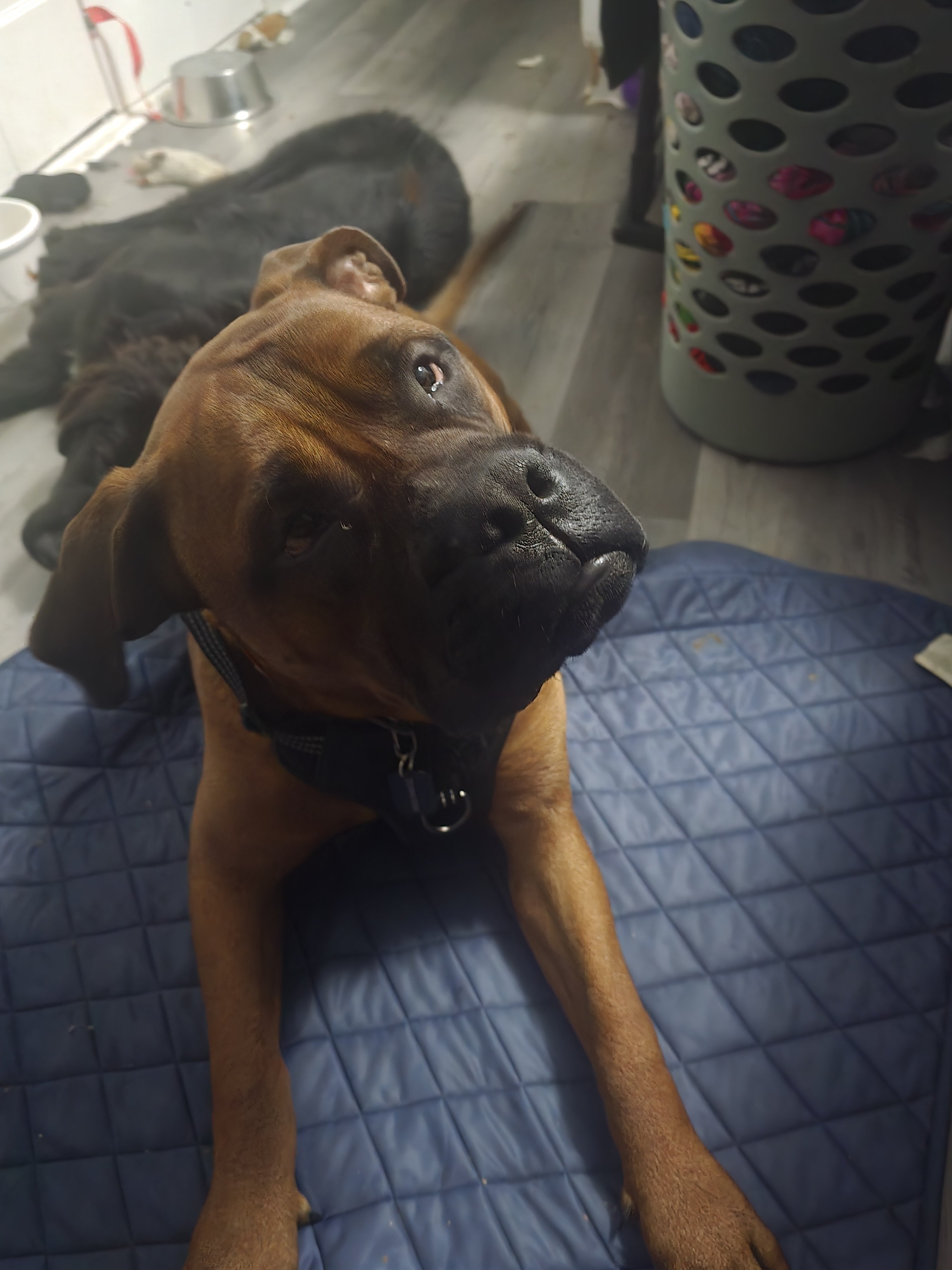 Bull mastiff image 2
