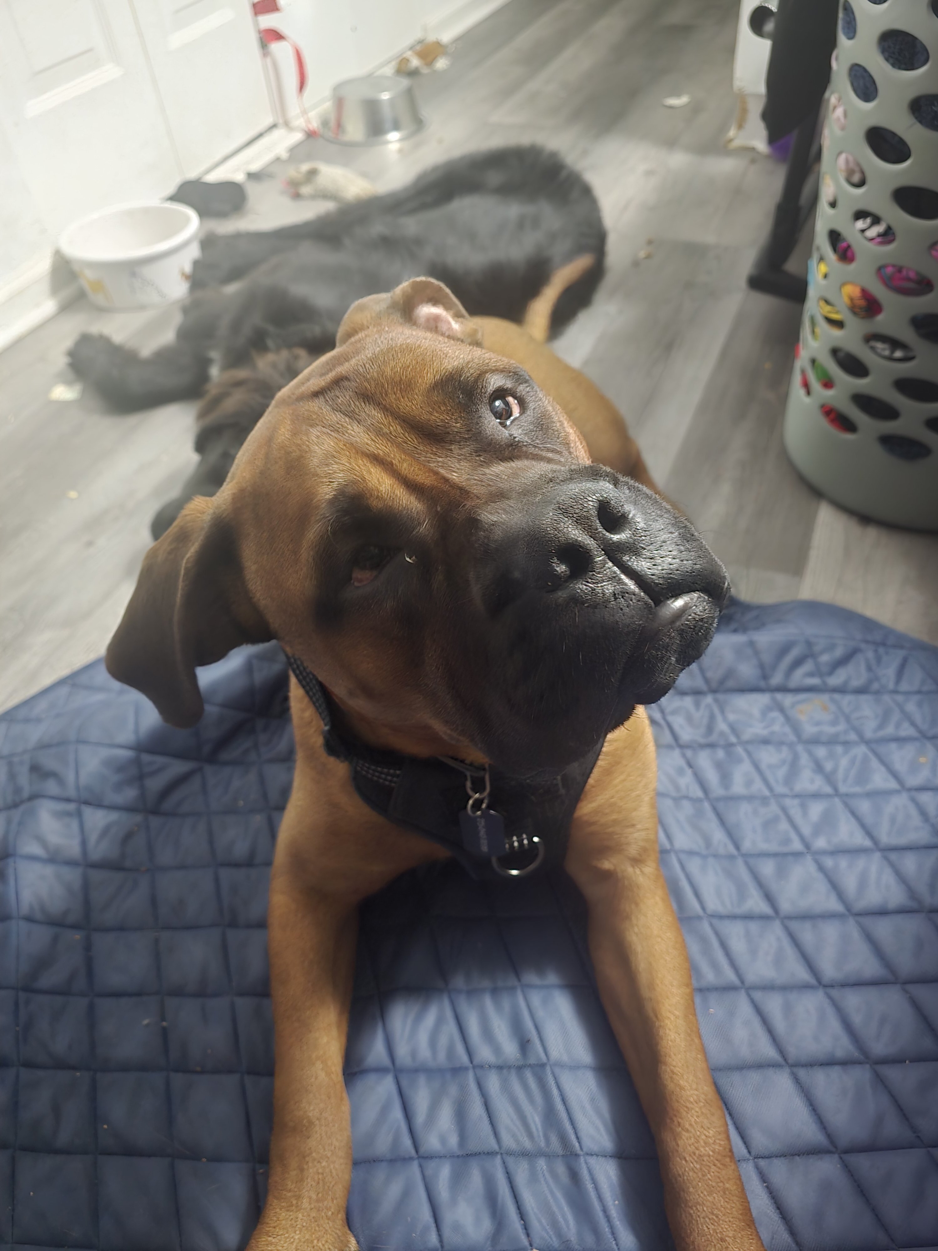 Bull mastiff image 1
