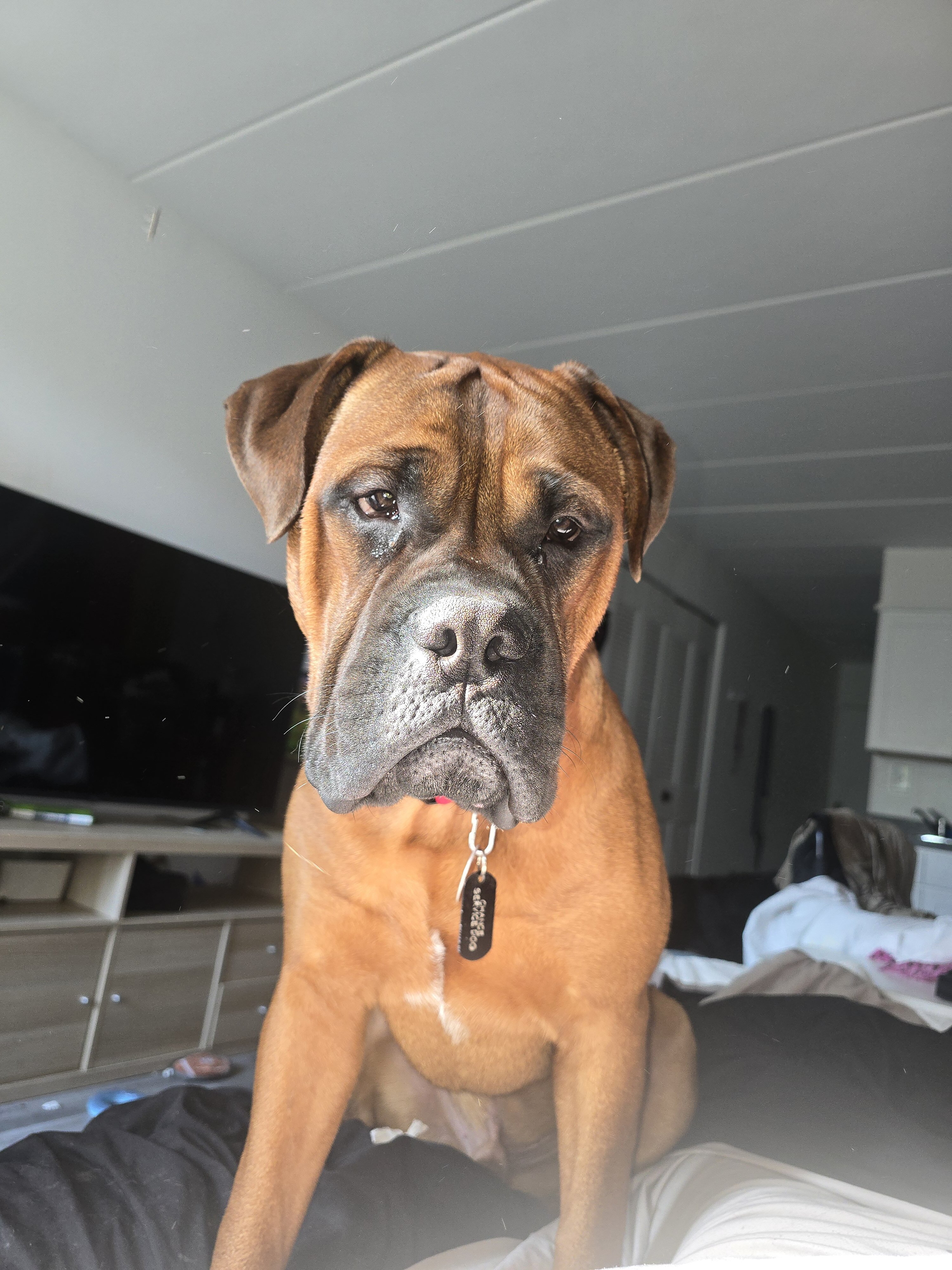 Bull mastiff image 3