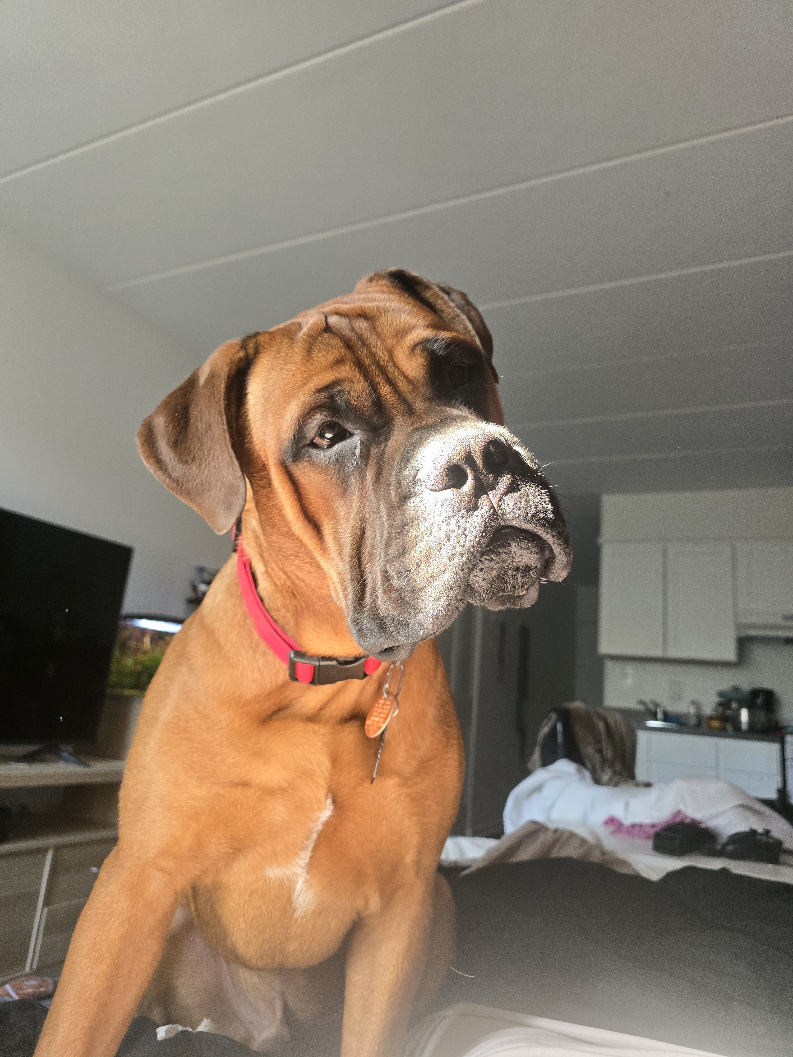 Bull mastiff image 4