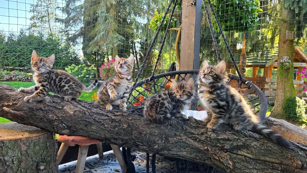 Bengal kittens image 6