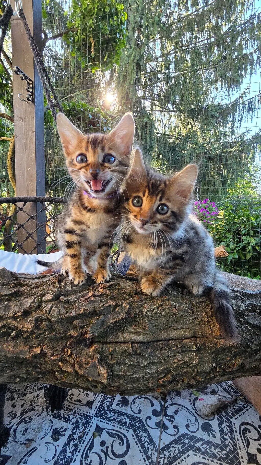 Bengal kittens image 5
