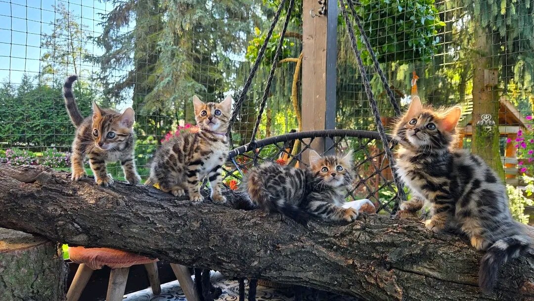 Bengal kittens image 4