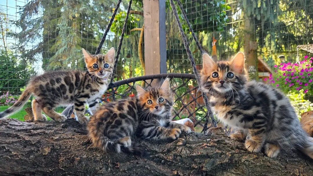 Bengal kittens image 3