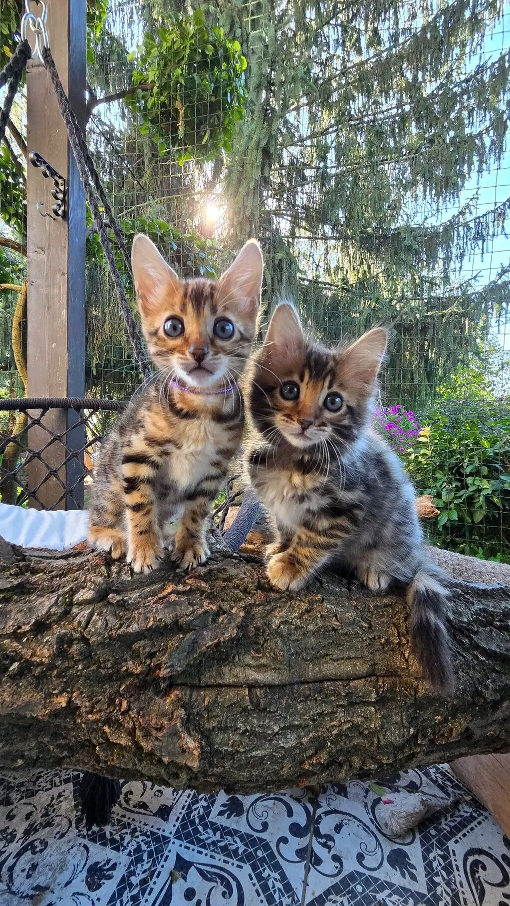 Bengal kittens image 1
