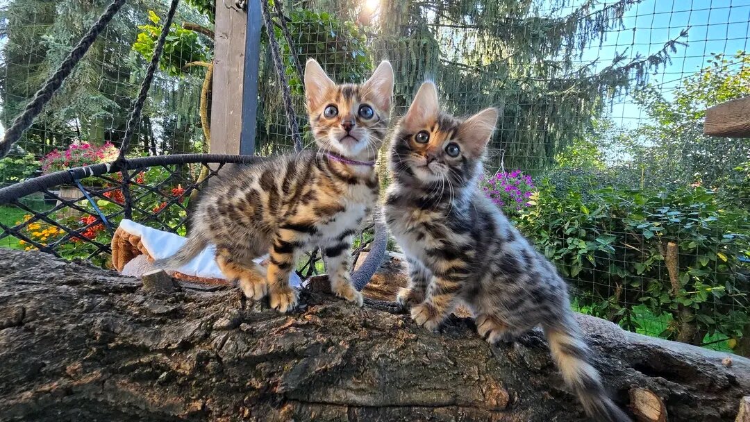 Bengal kittens image 2
