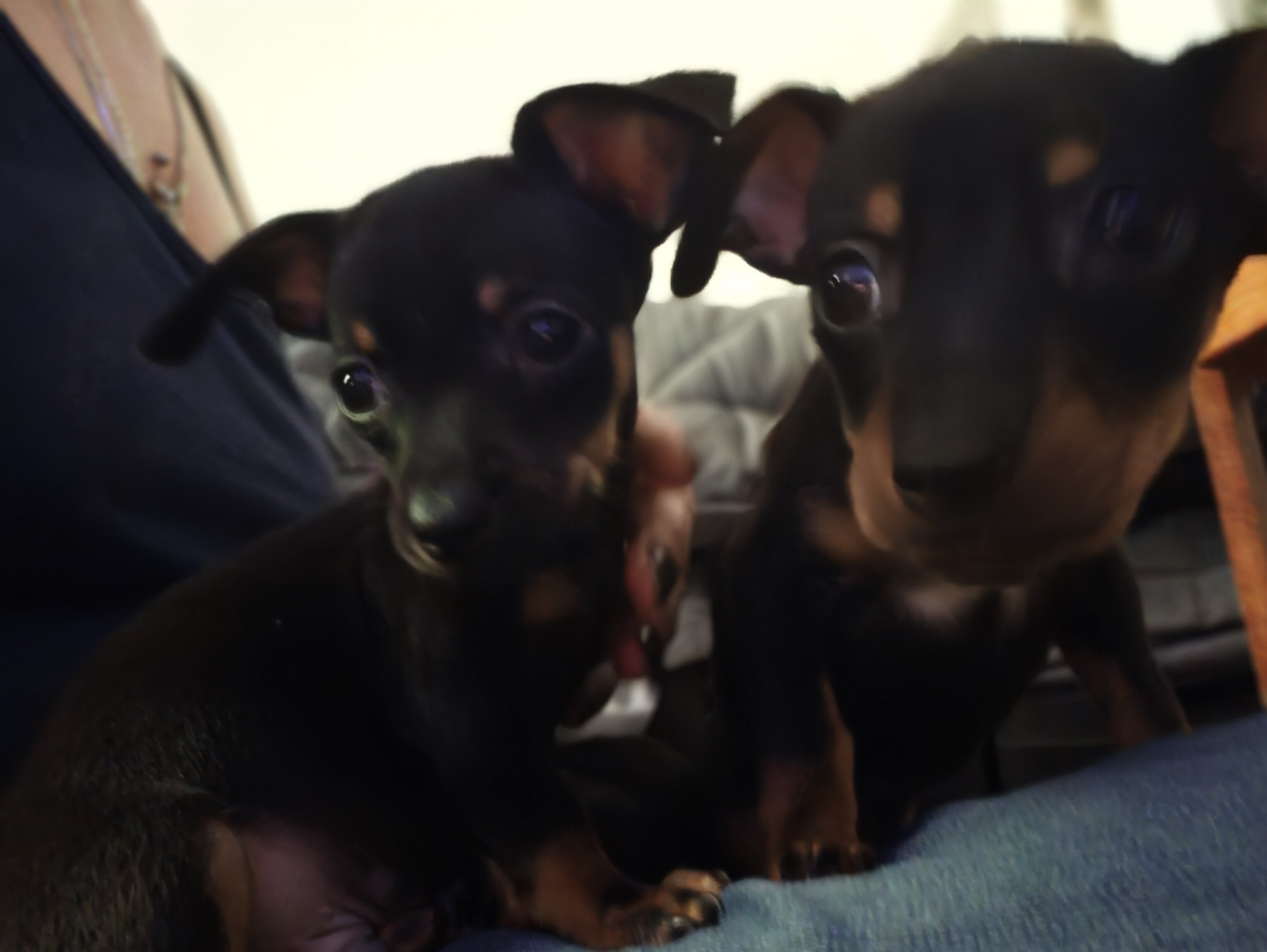 Chiweenie Puppies image 1