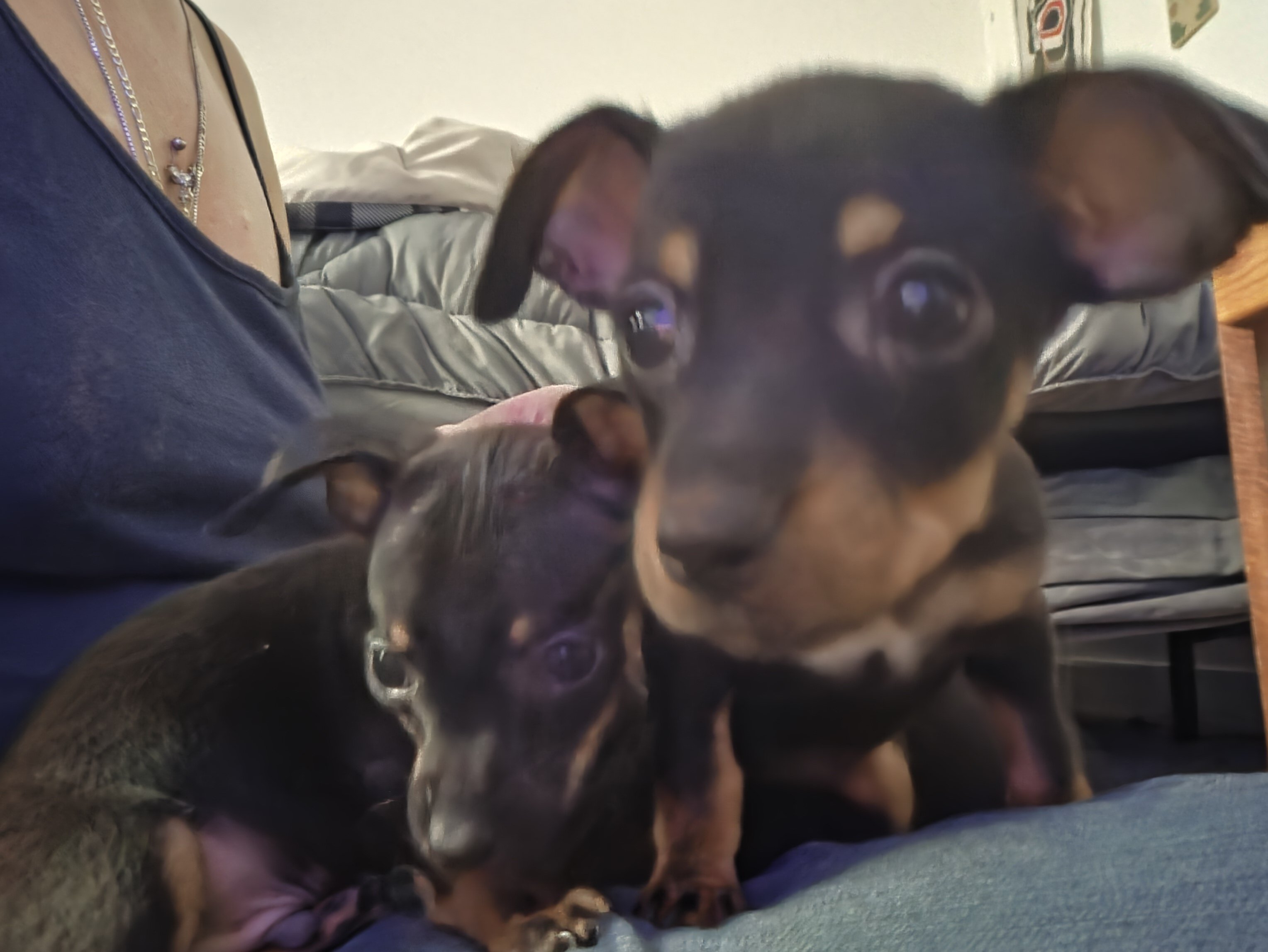 Chiweenie Puppies image 6