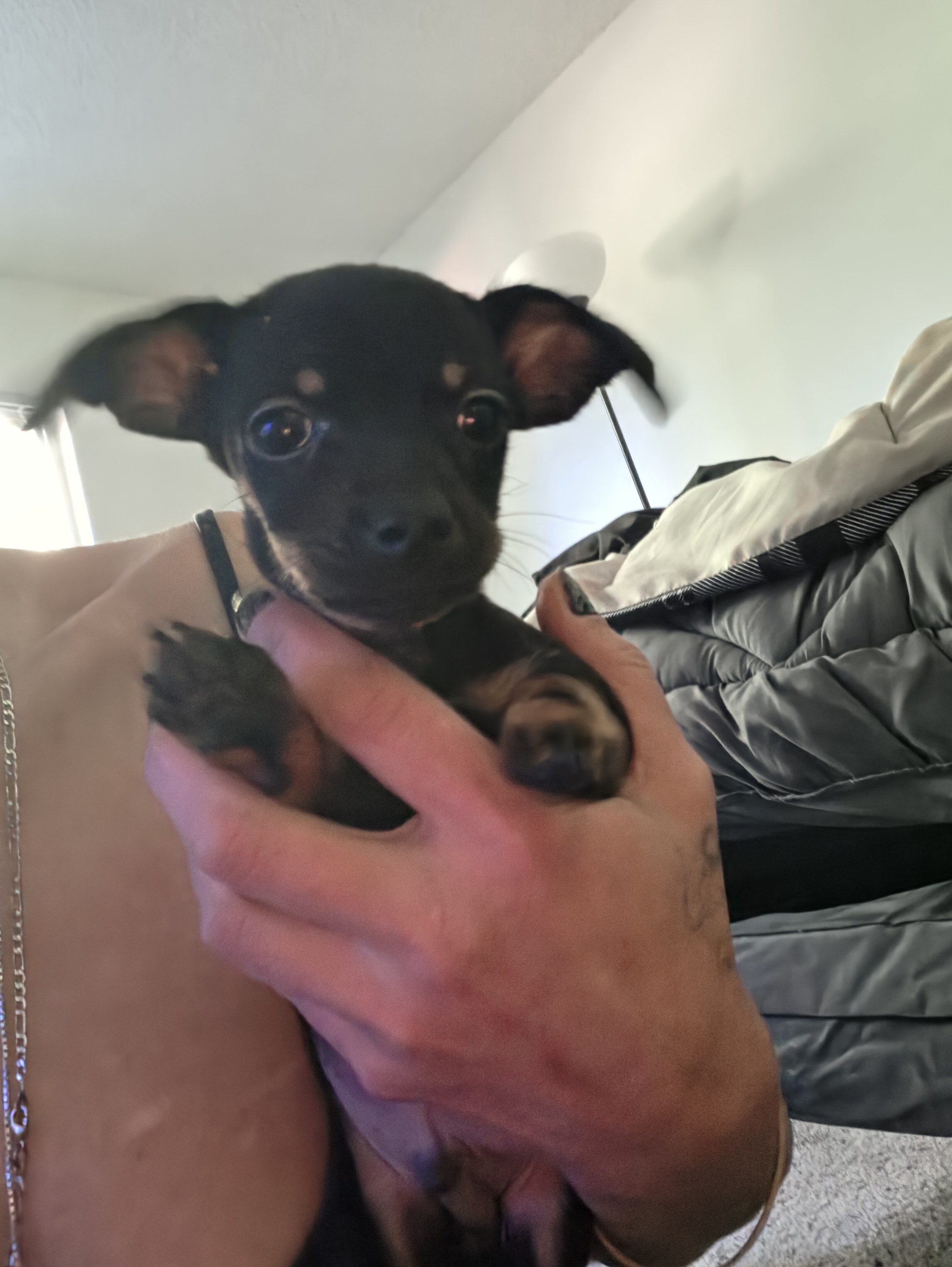 Chiweenie Puppies image 5