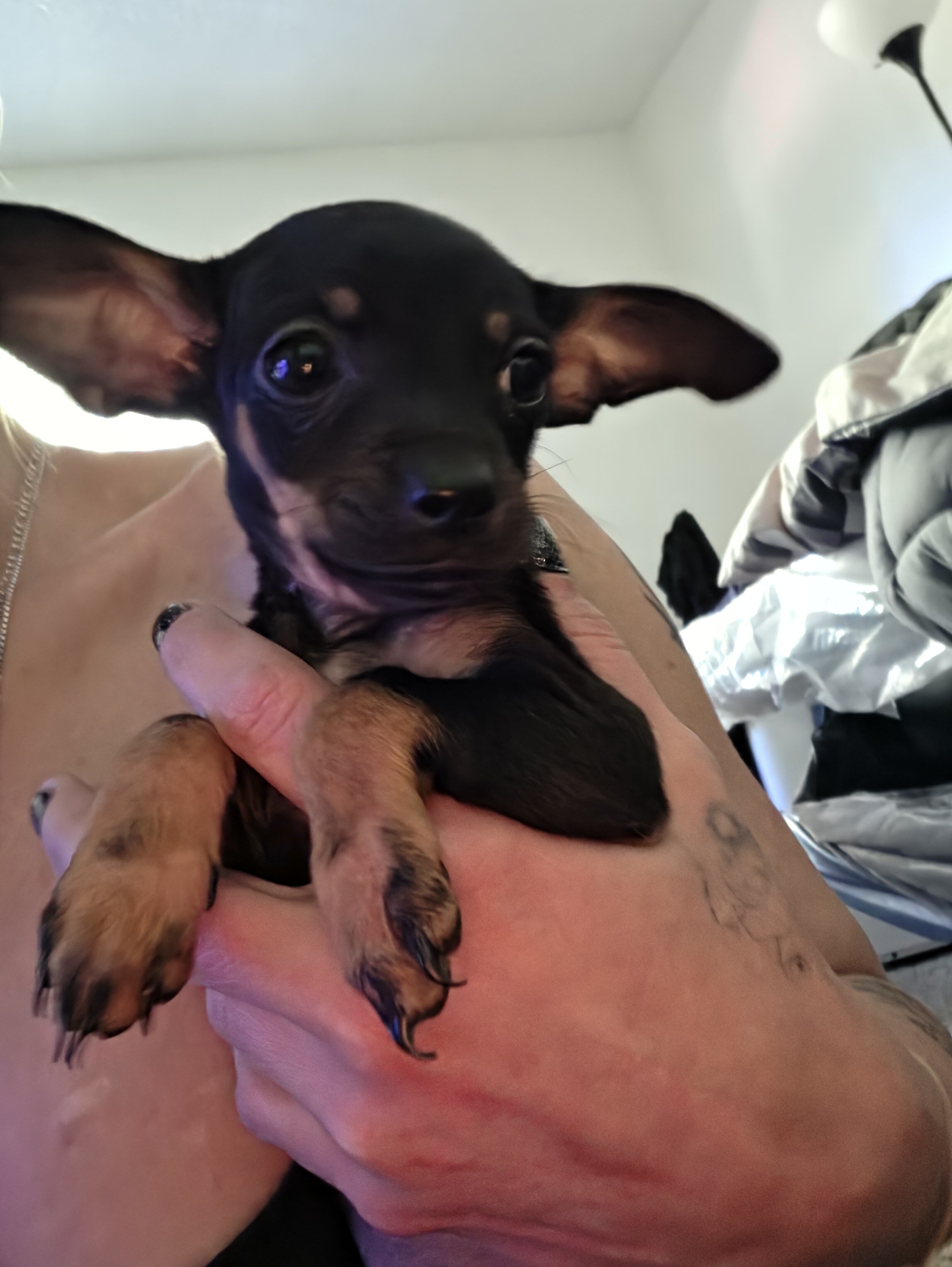 Chiweenie Puppies image 3