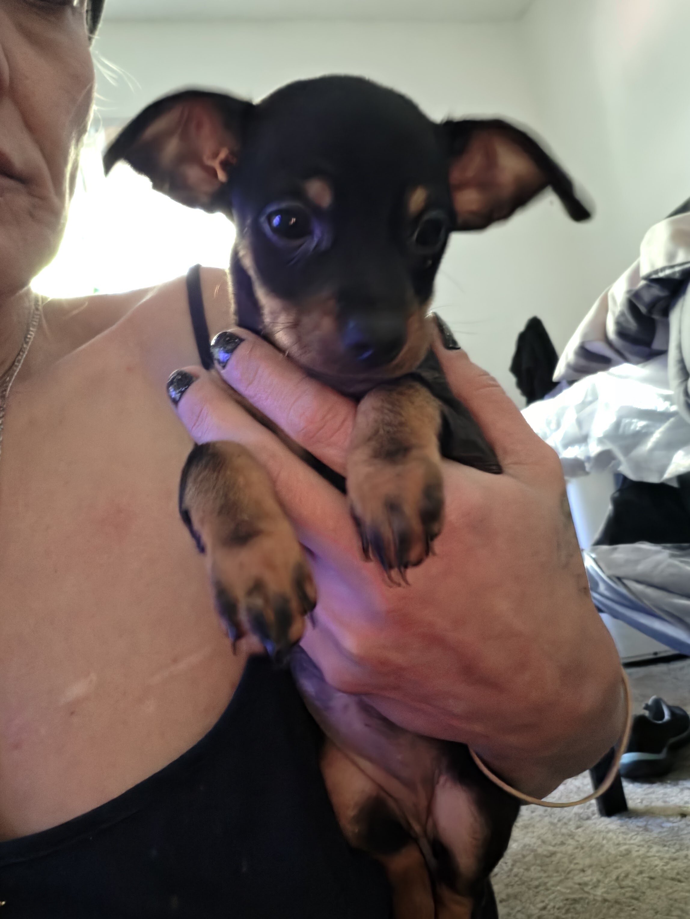Chiweenie Puppies image 4