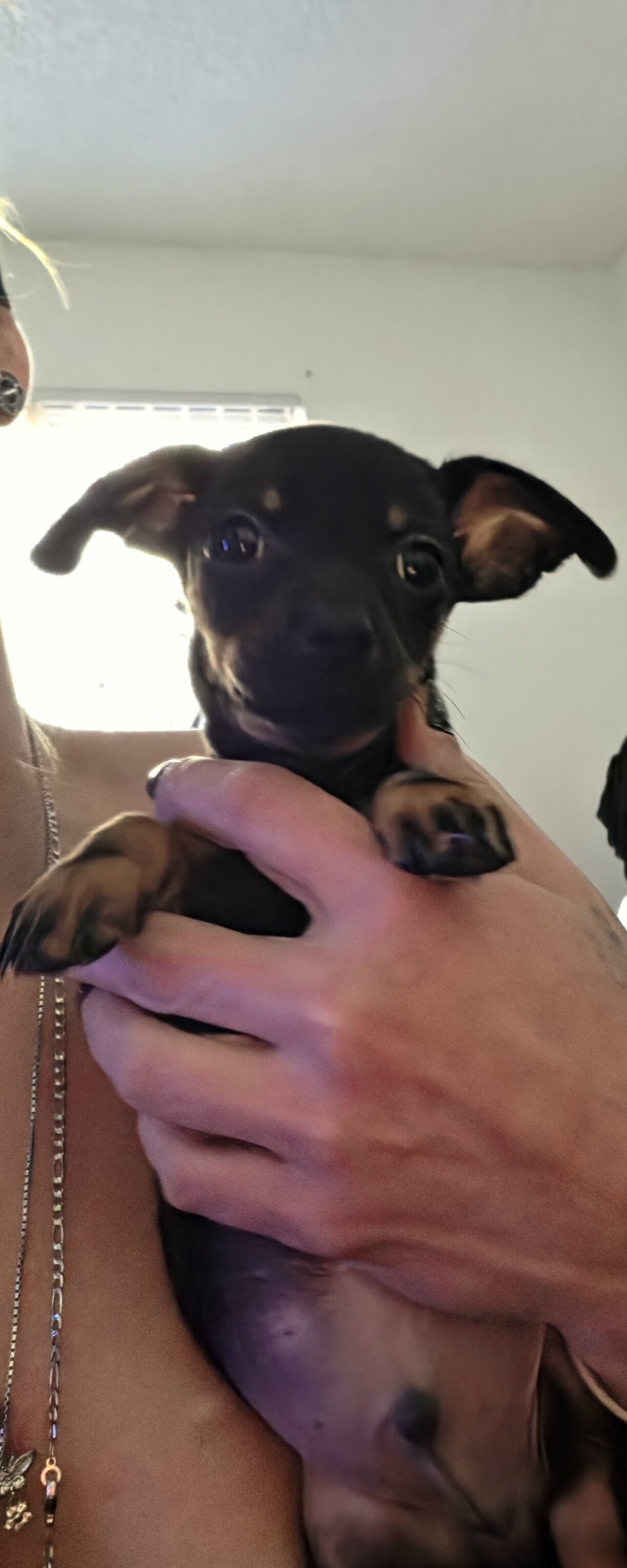 Chiweenie Puppies image 2
