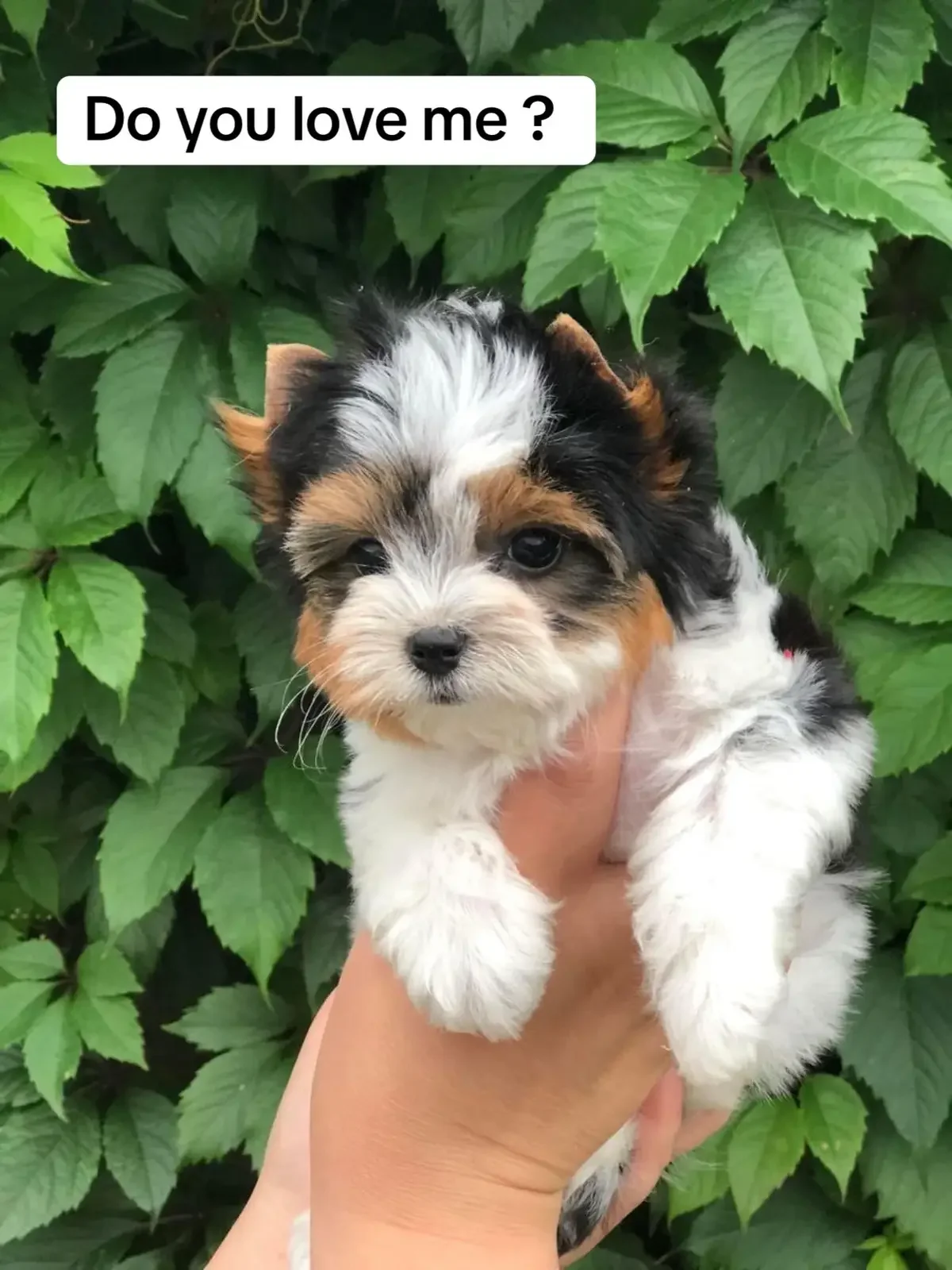 Puppies image 1
