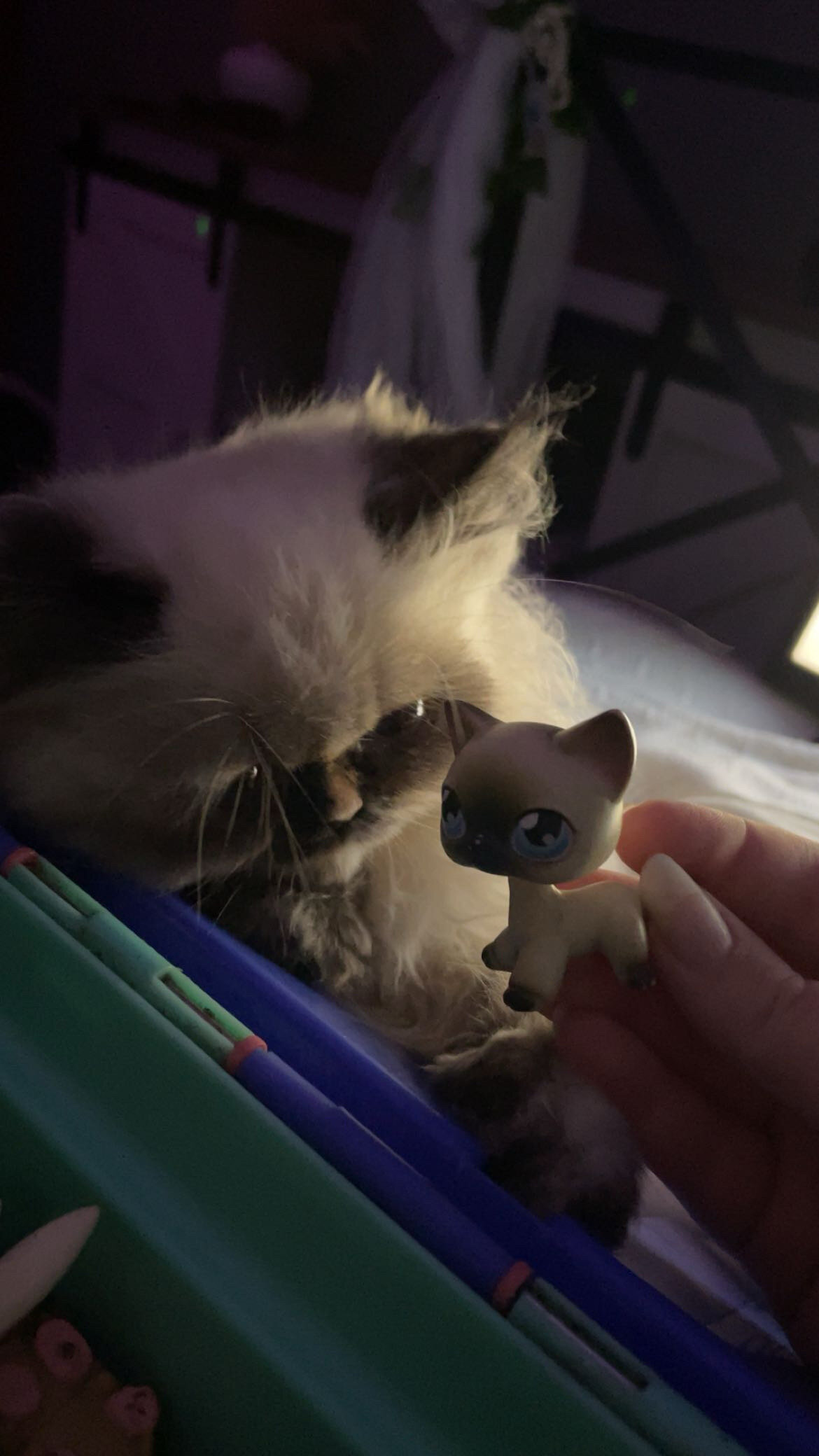Female Persian cat image 8