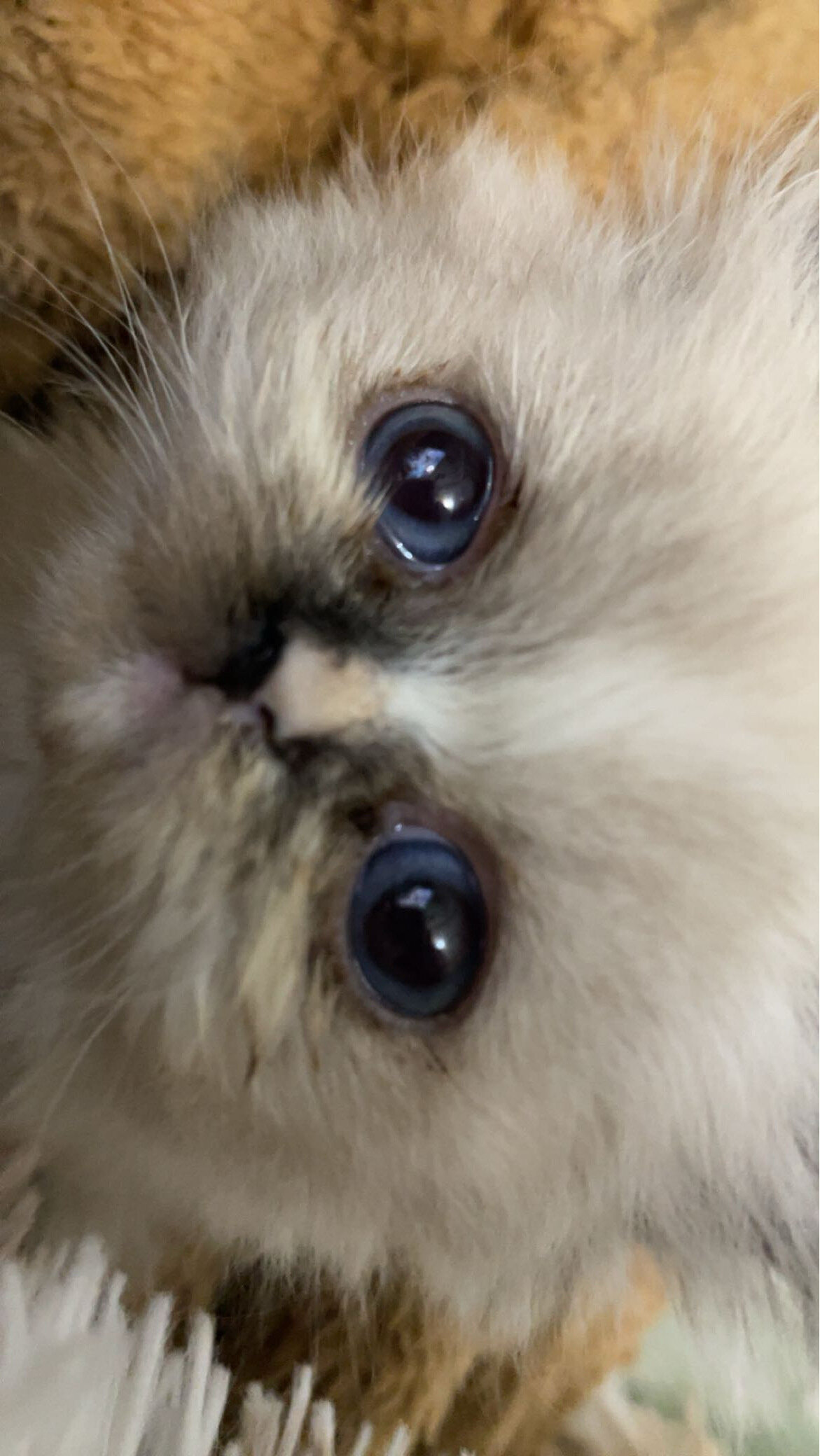 Female Persian cat image 10