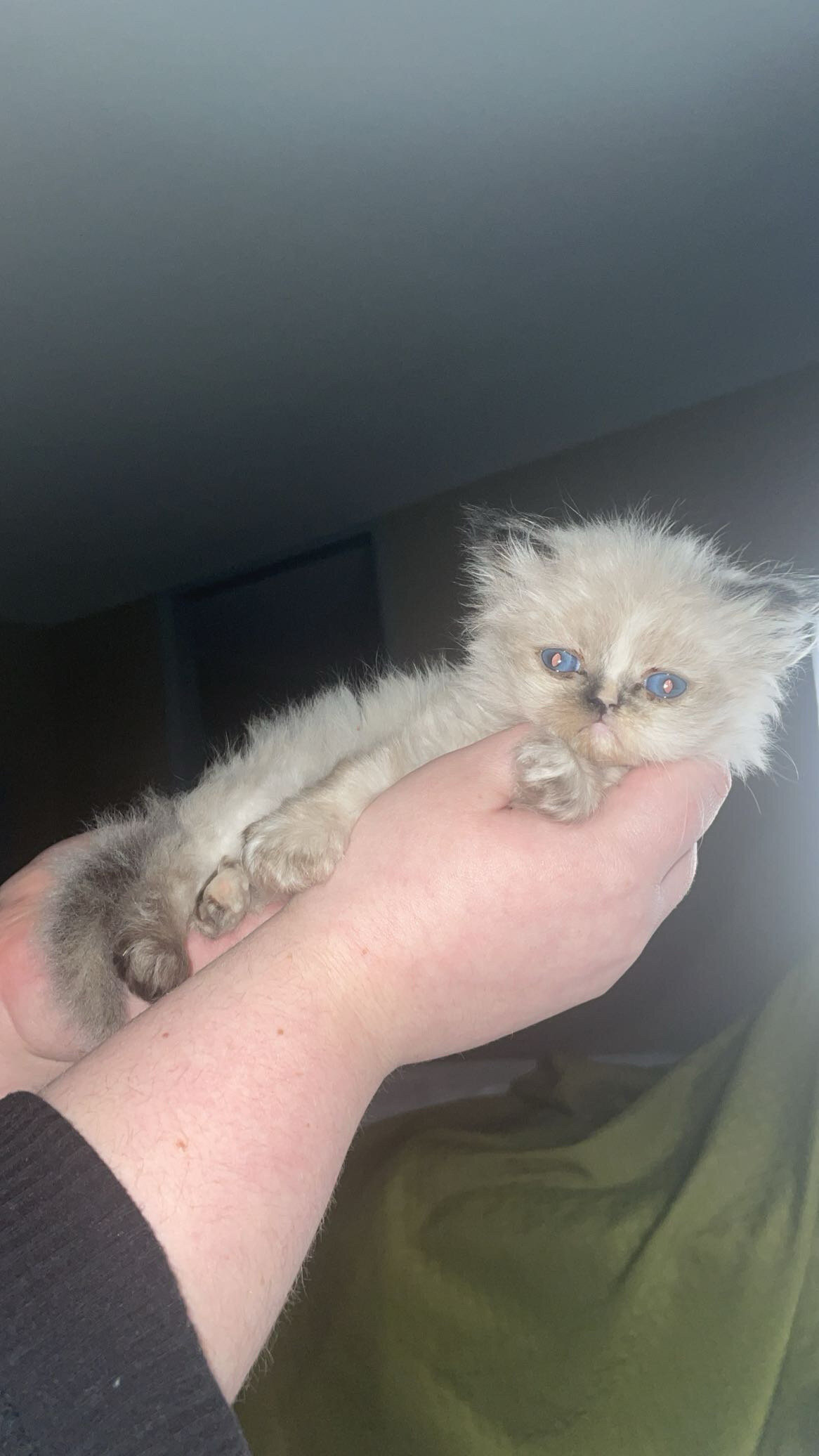 Female Persian cat image 9