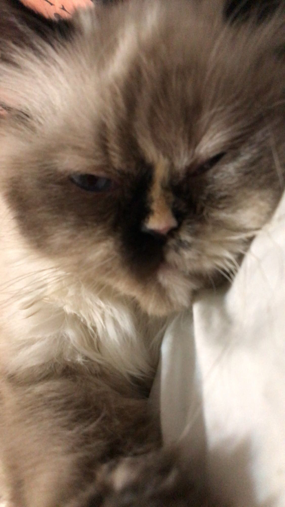 Female Persian cat image 5