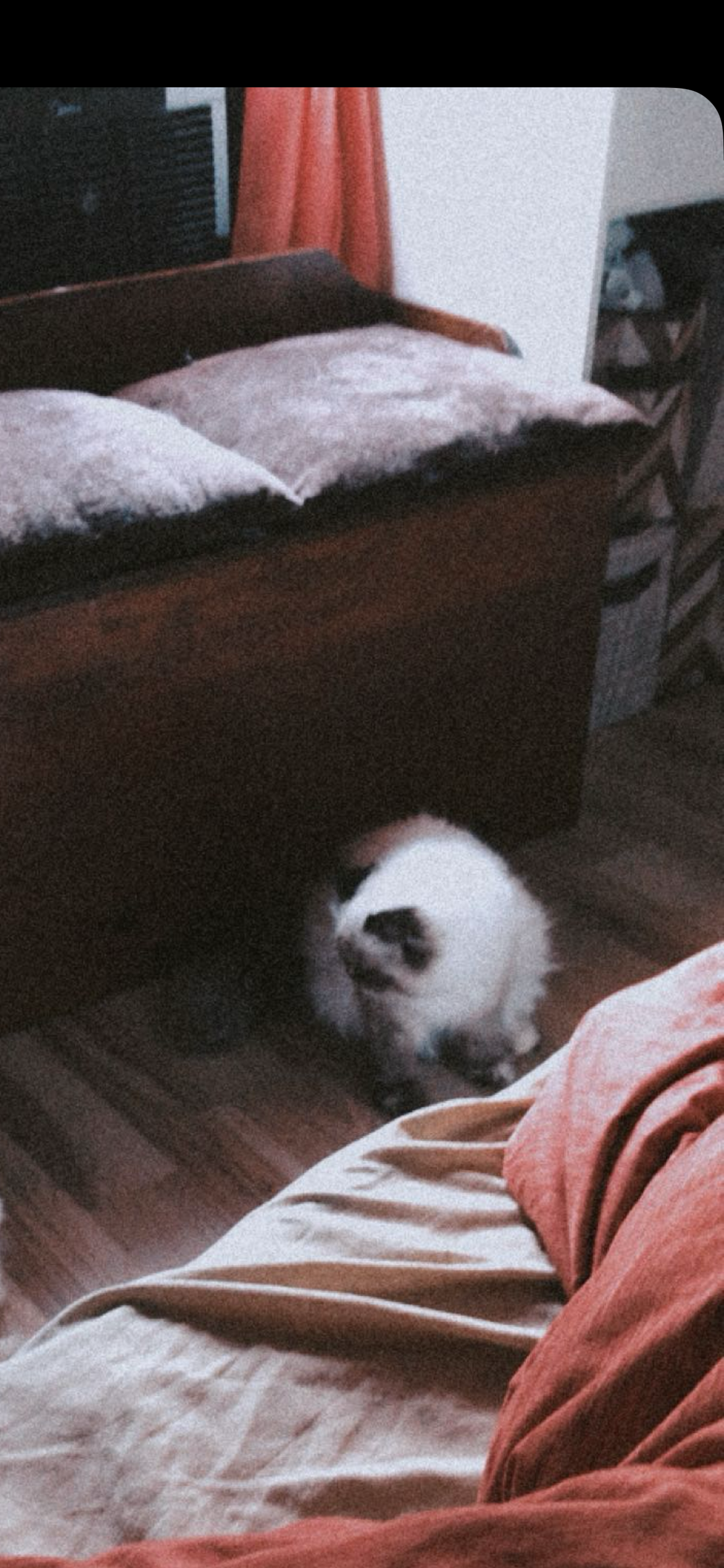 Female Persian cat image 7
