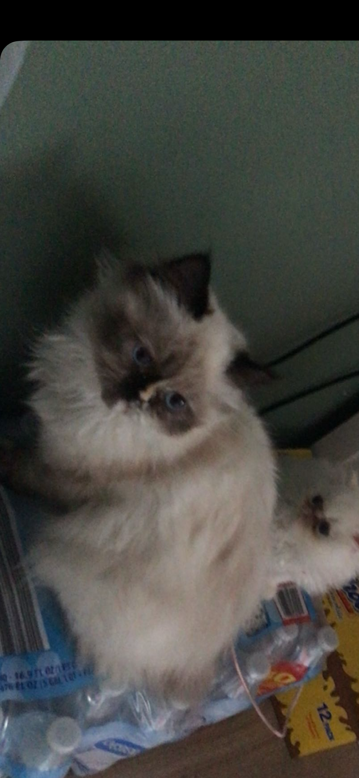 Female Persian cat image 6