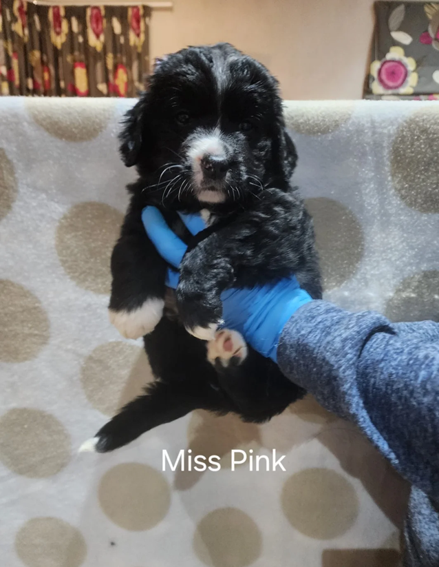 Bernedoodle Puppies image 4