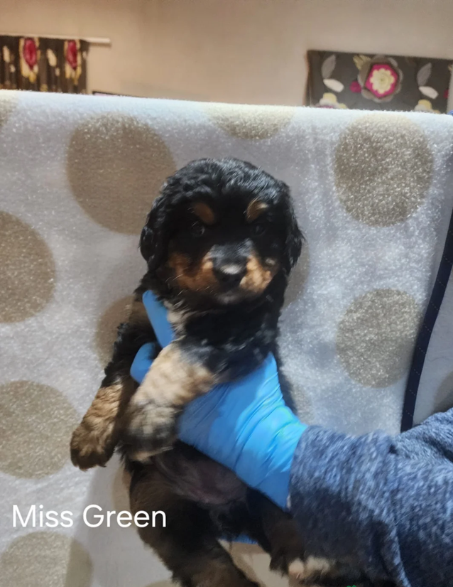 Bernedoodle Puppies image 2