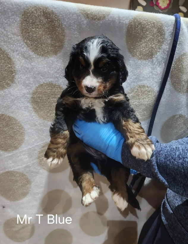 Bernedoodle Puppies image 1
