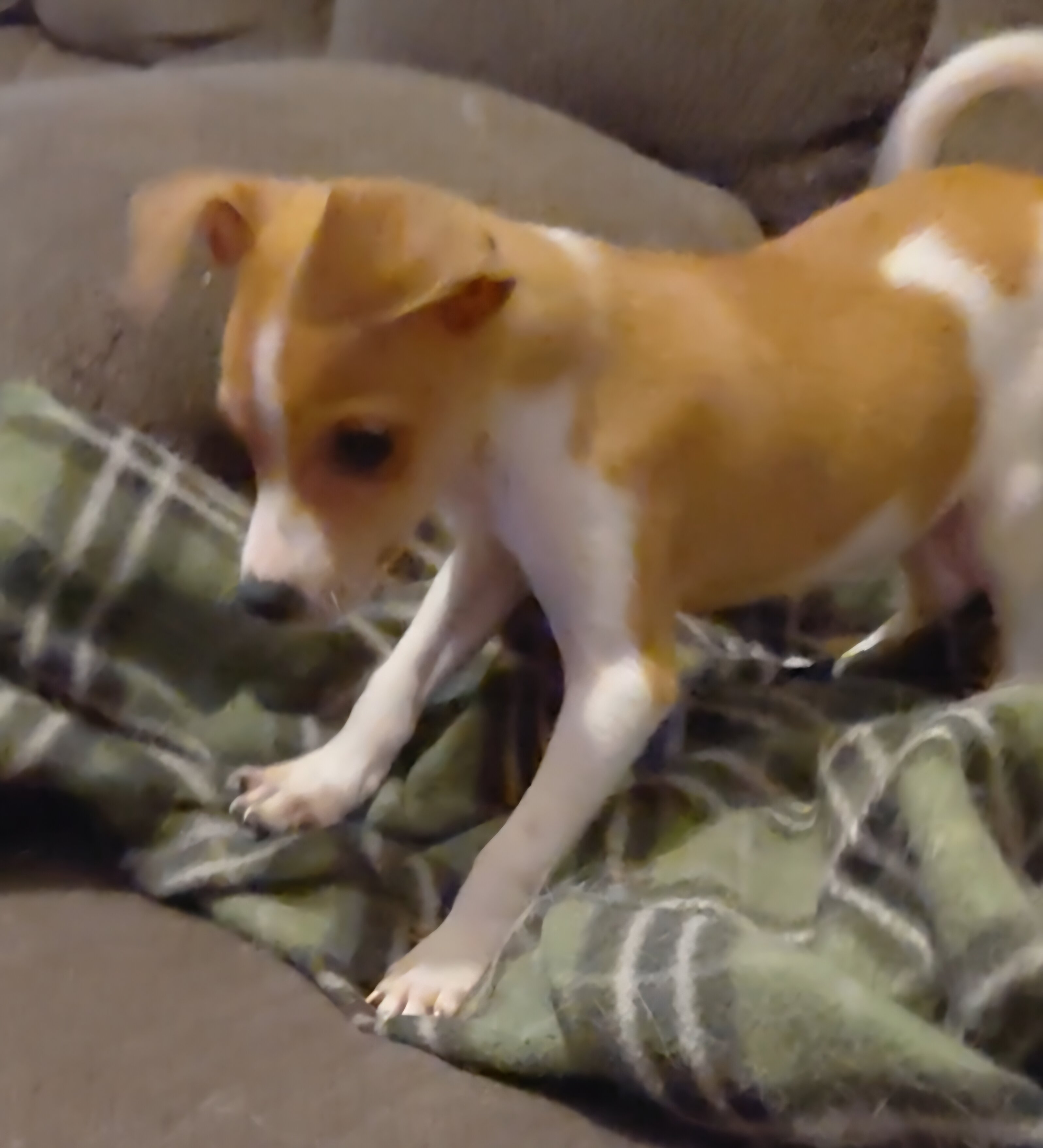 chihuahua puppy image 3