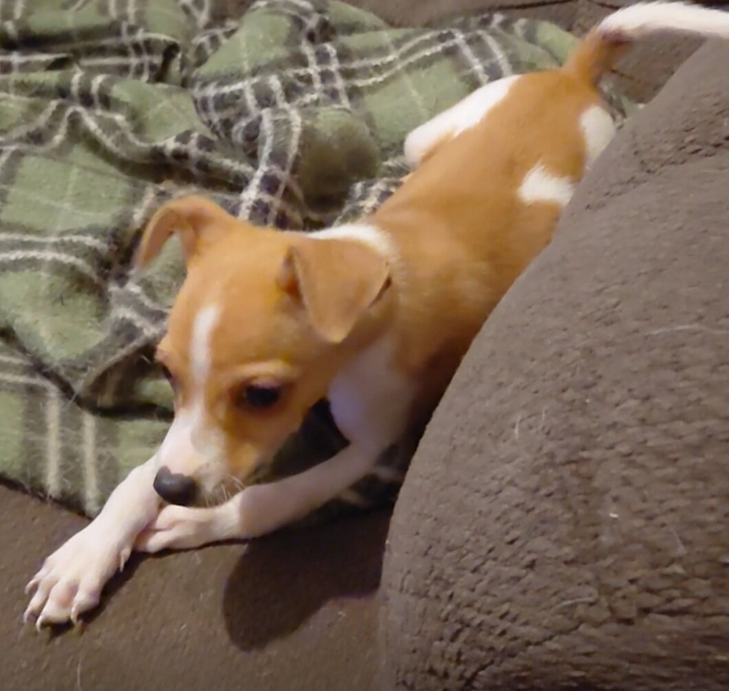 chihuahua puppy image 2
