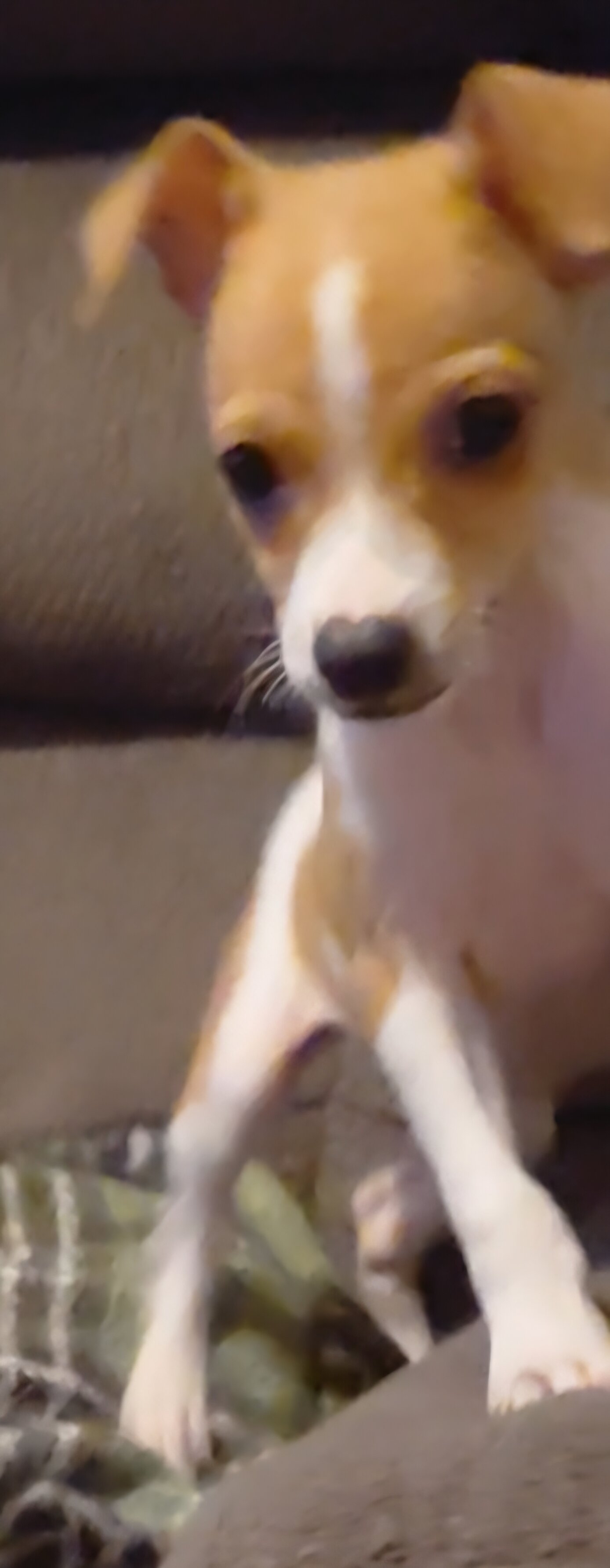 chihuahua puppy image 1