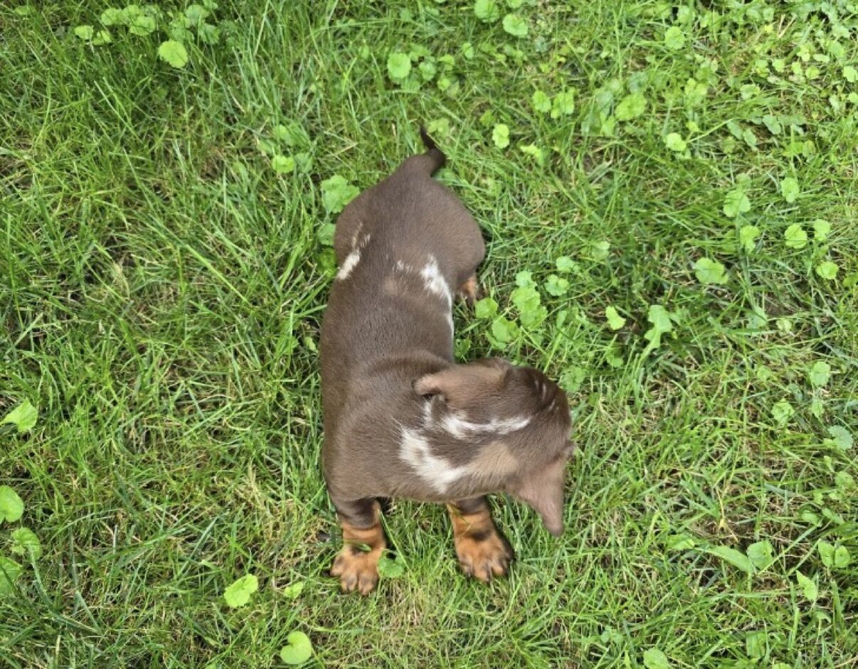 Milo - Chocolate Dapple Mini Dachshund Puppy image 1