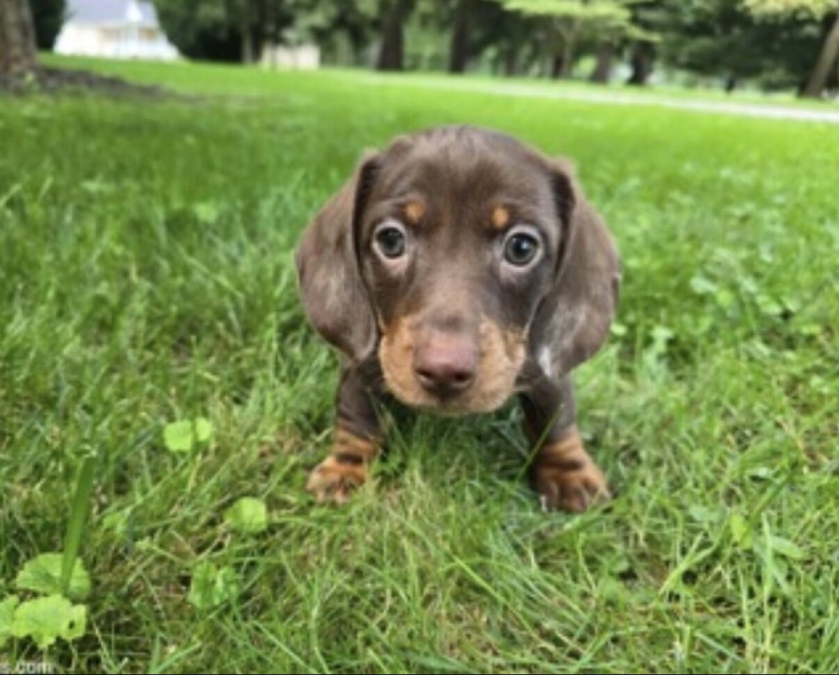Milo - Chocolate Dapple Mini Dachshund Puppy image 2