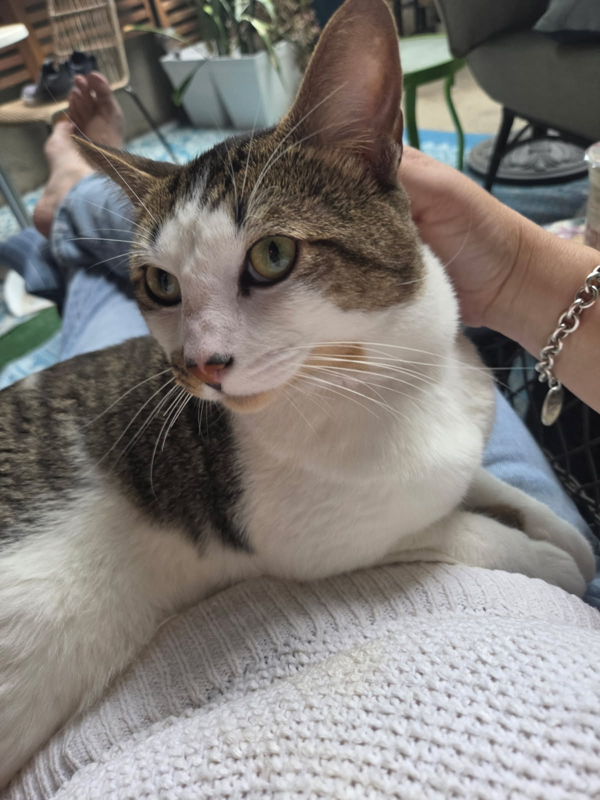 kitty image 2