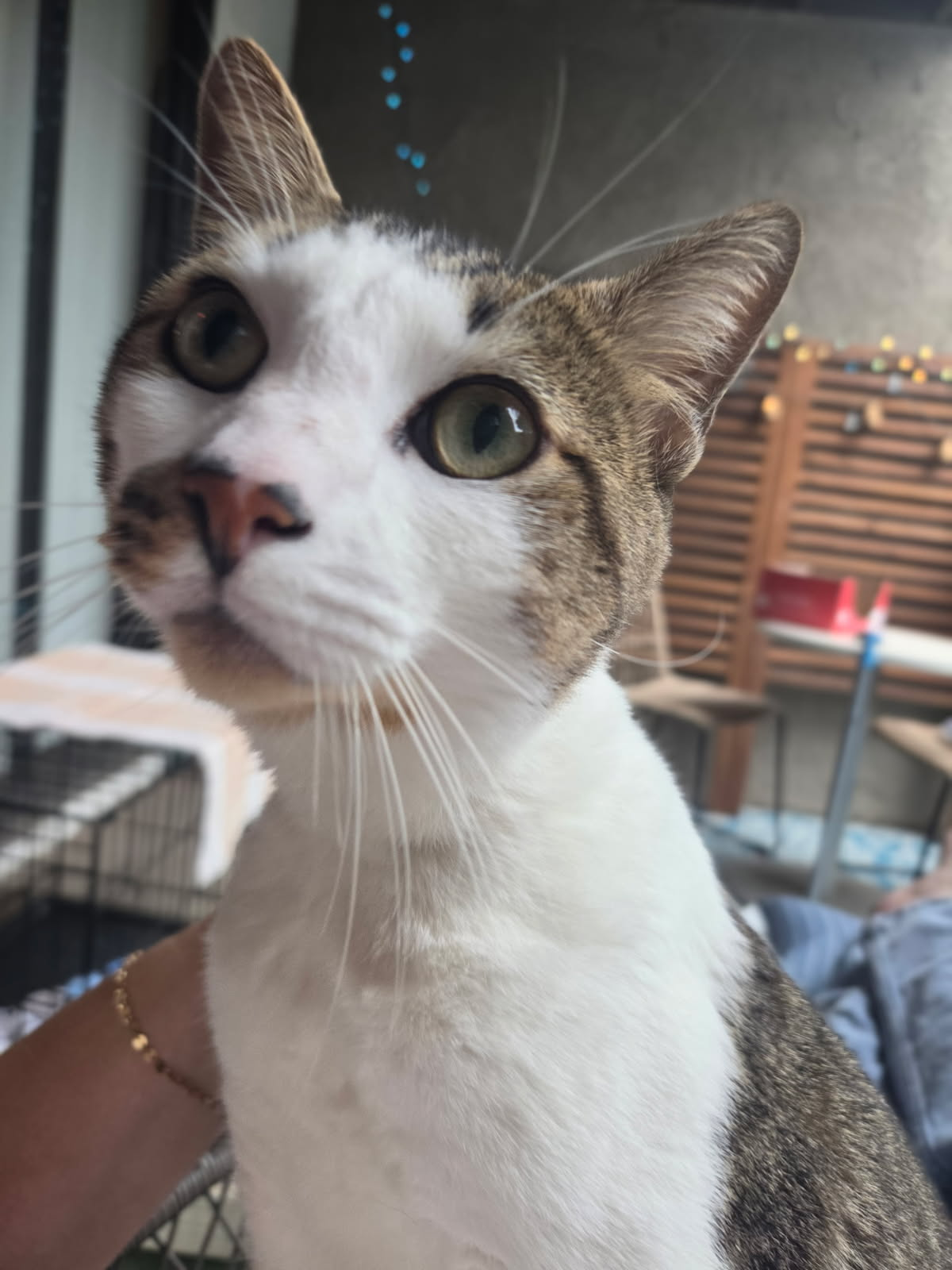 kitty image 3