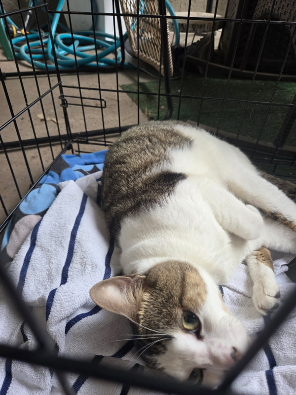kitty image 1