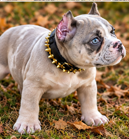 FEMALE AMERICAN BULLY PUPPY image 2