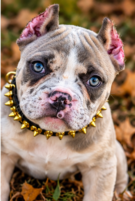 FEMALE AMERICAN BULLY PUPPY image 3